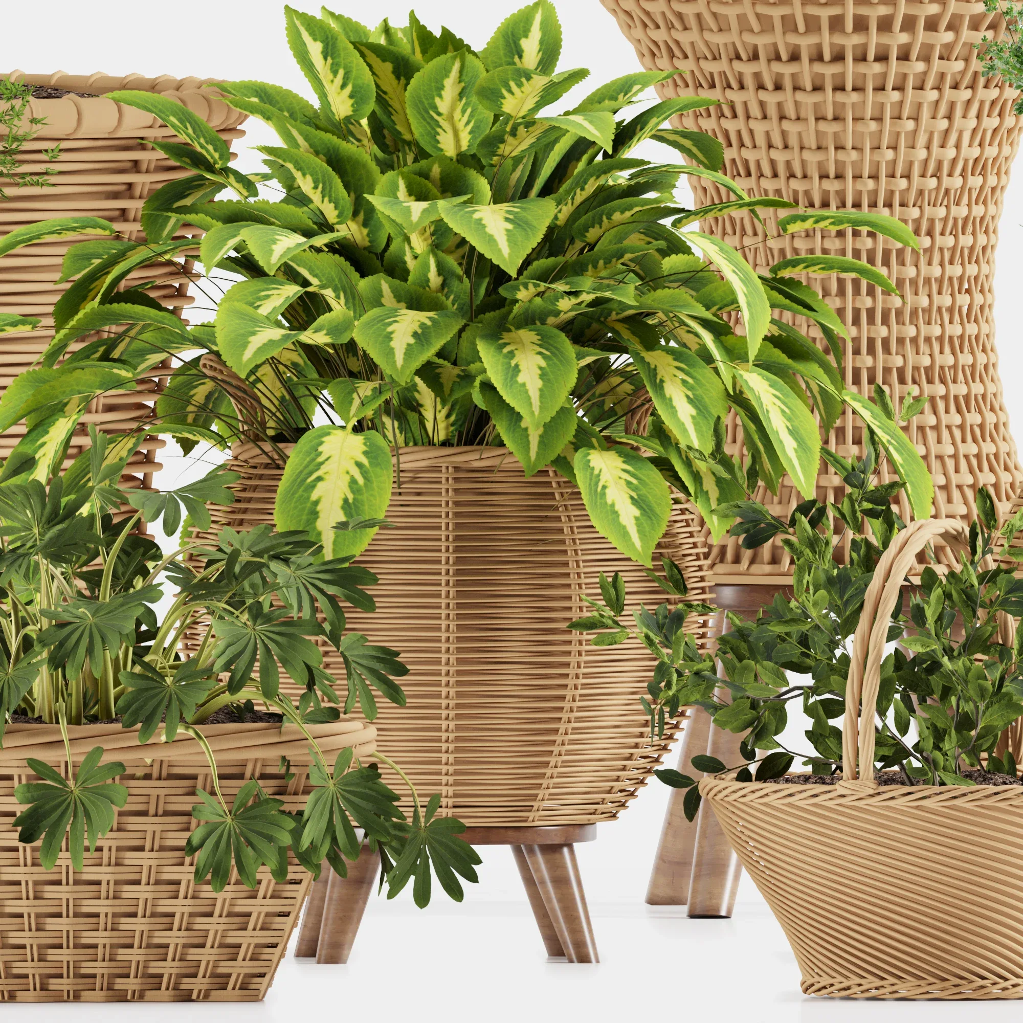 Indoor Plant Collection 001