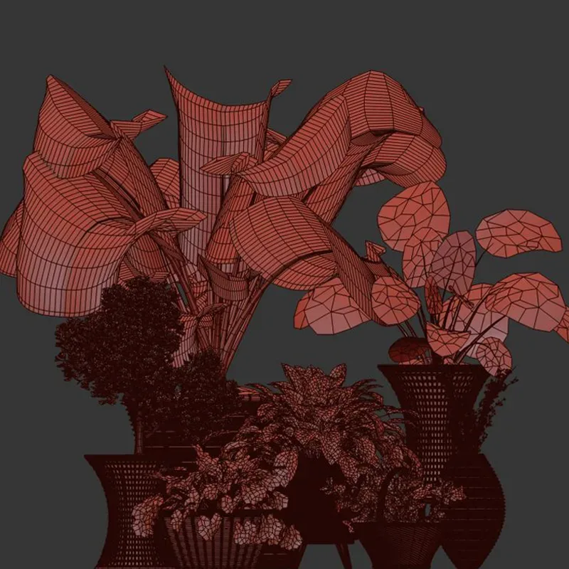 Indoor Plant Collection 001