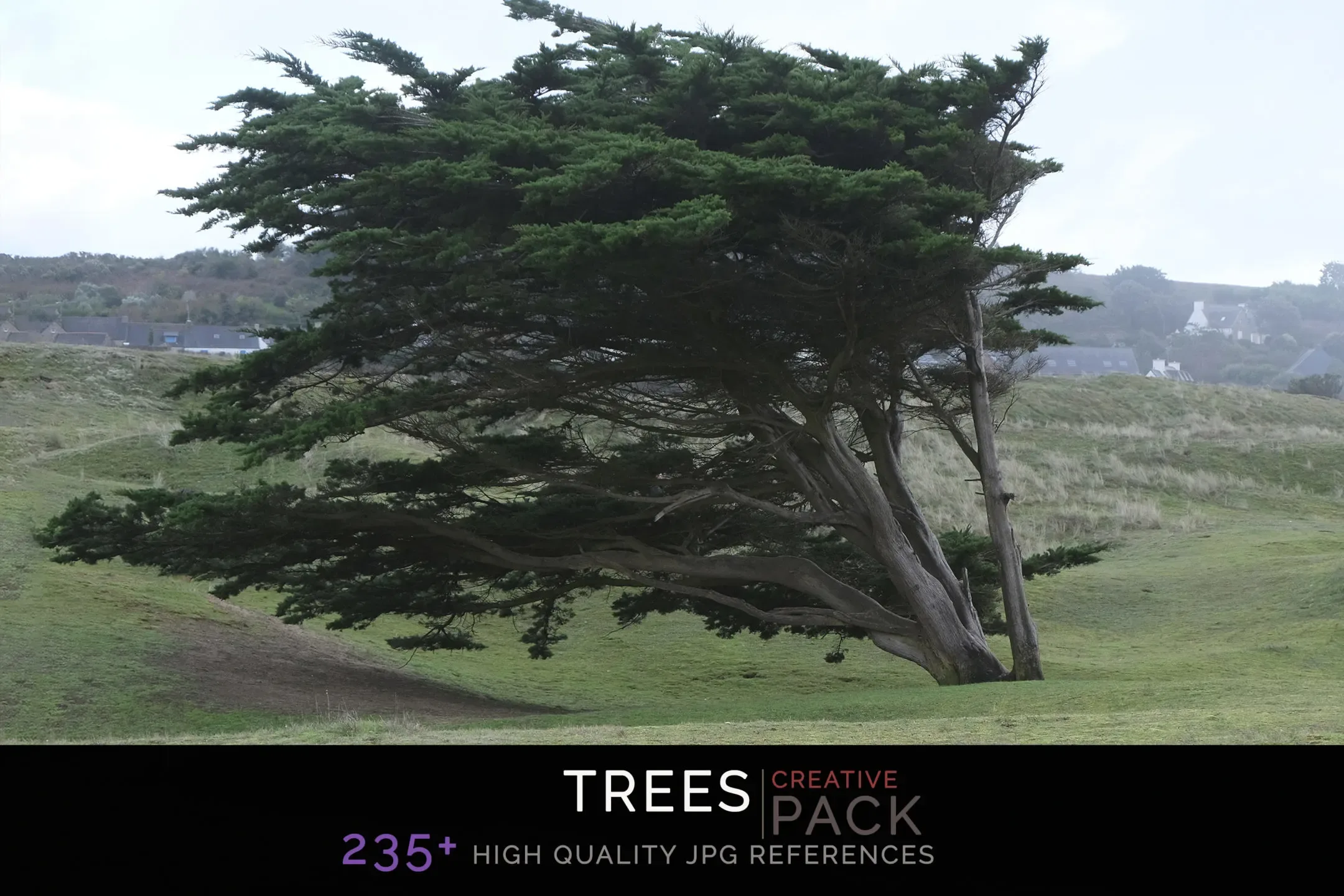 Trees CREATIVE PACK