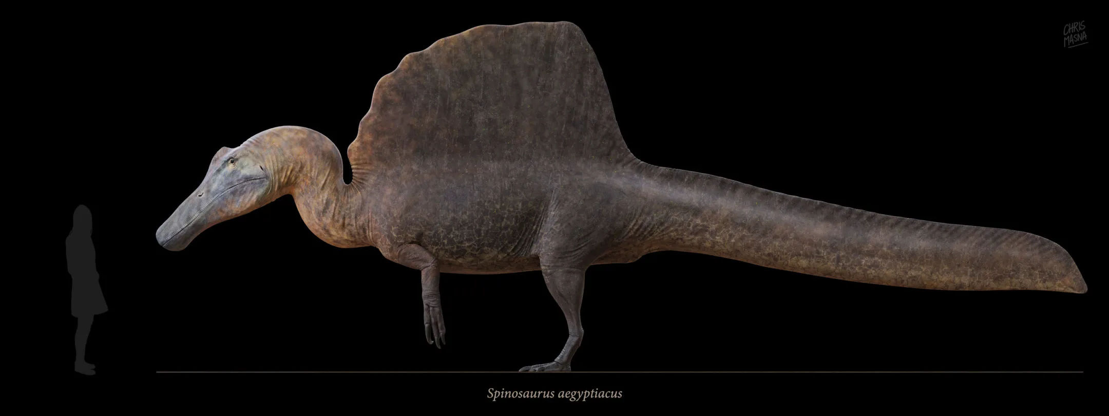 Spinosaurus Aegyptiacus Reconstruction