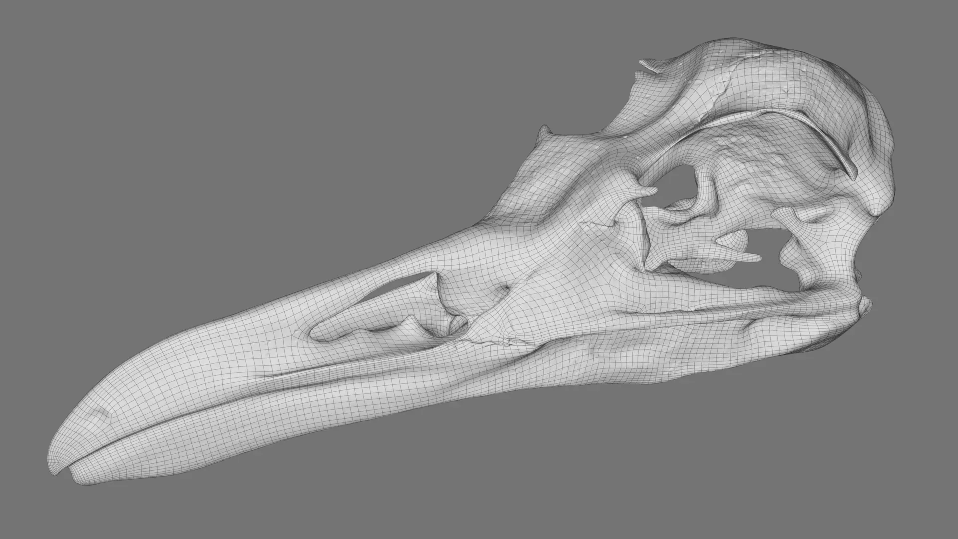 Realistic Bird Skull v1