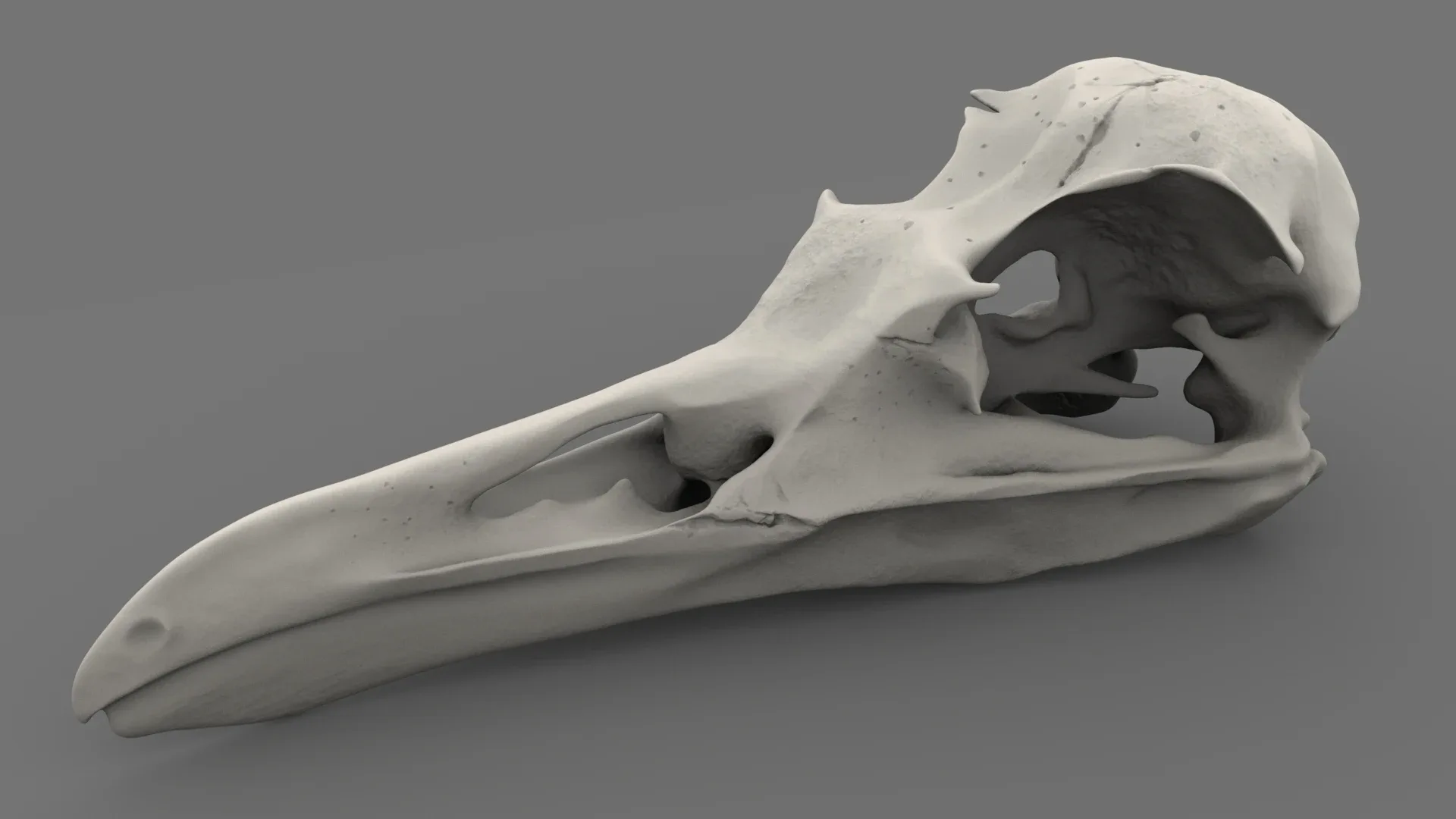 Realistic Bird Skull v1