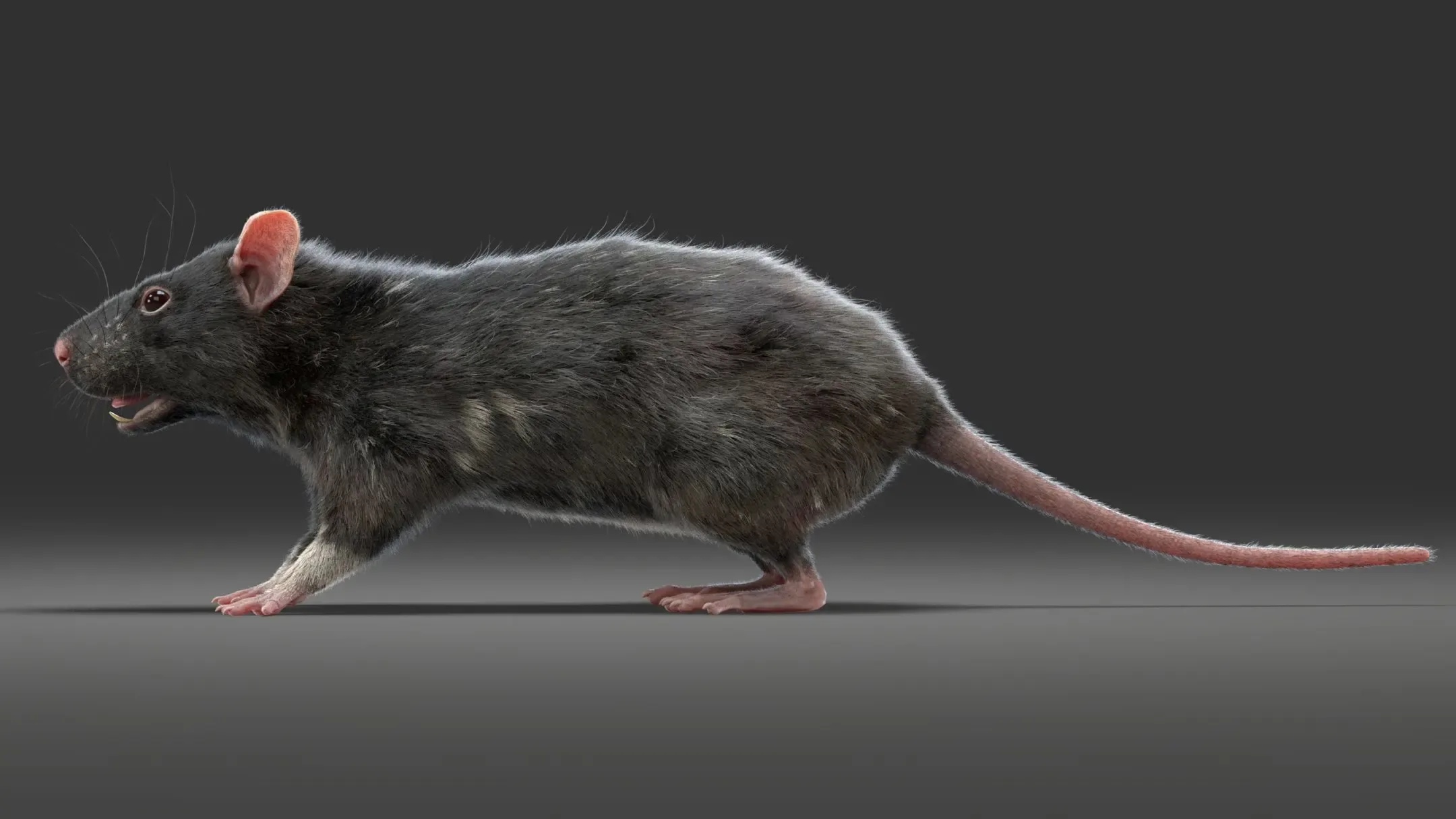 Rat Fur Animated Black