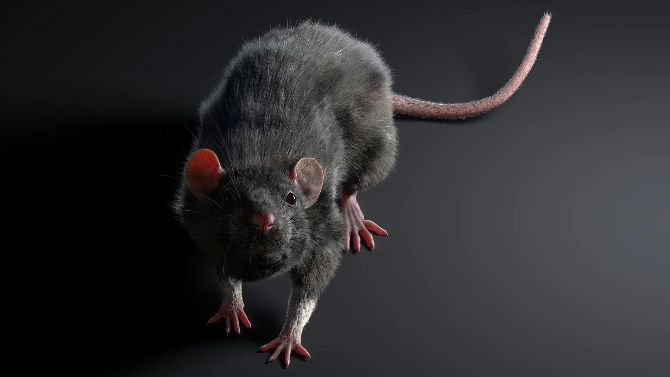 Rat Fur Animated Black