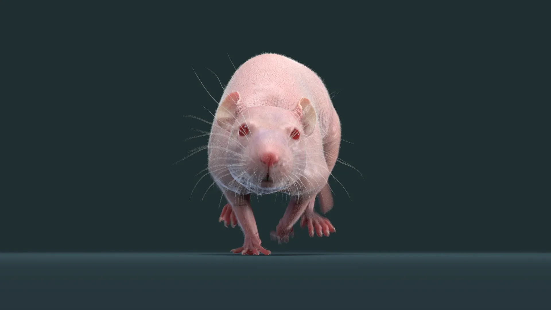 Rat Fur Animated Black