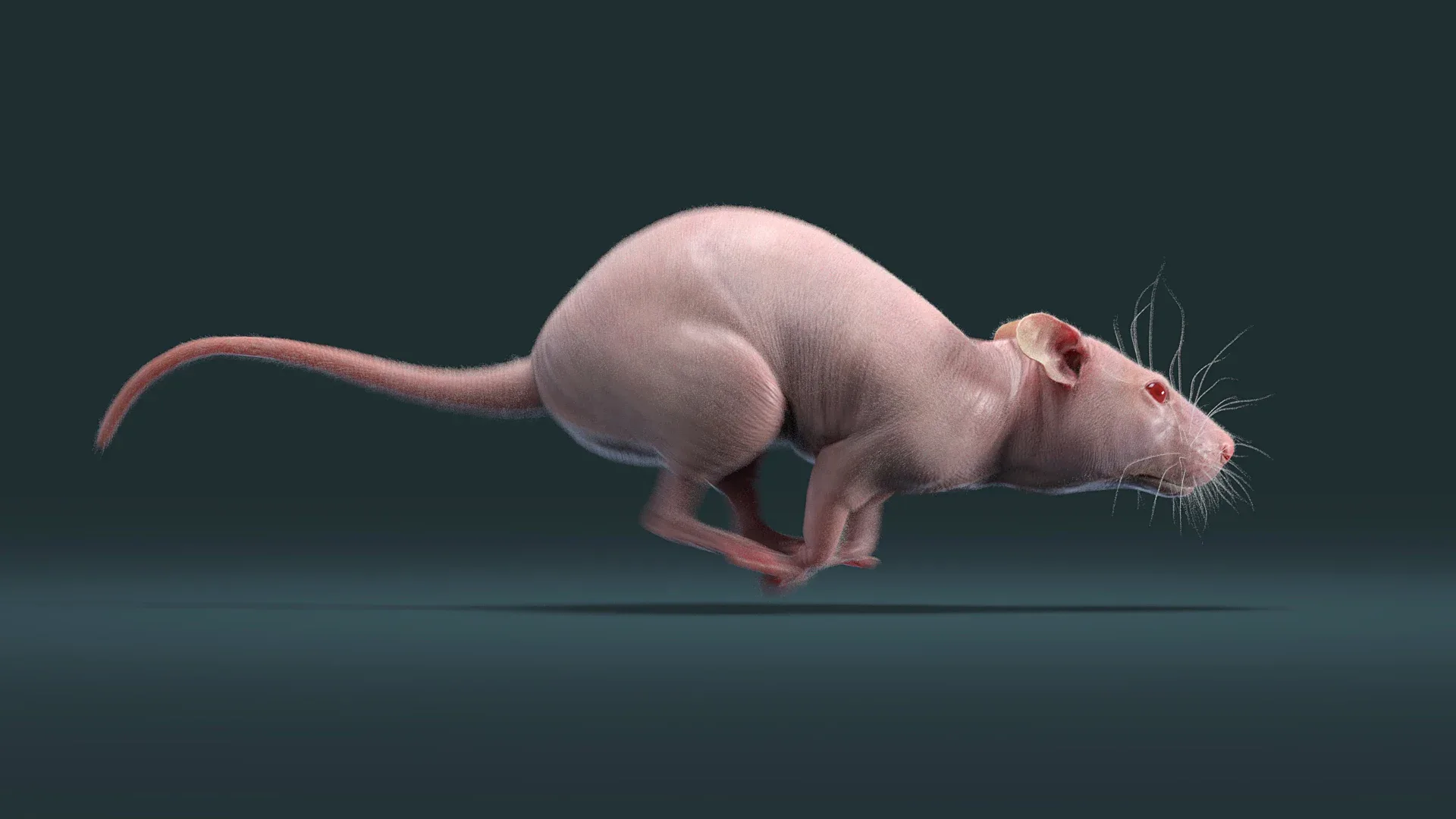 Rat Fur Animated Black