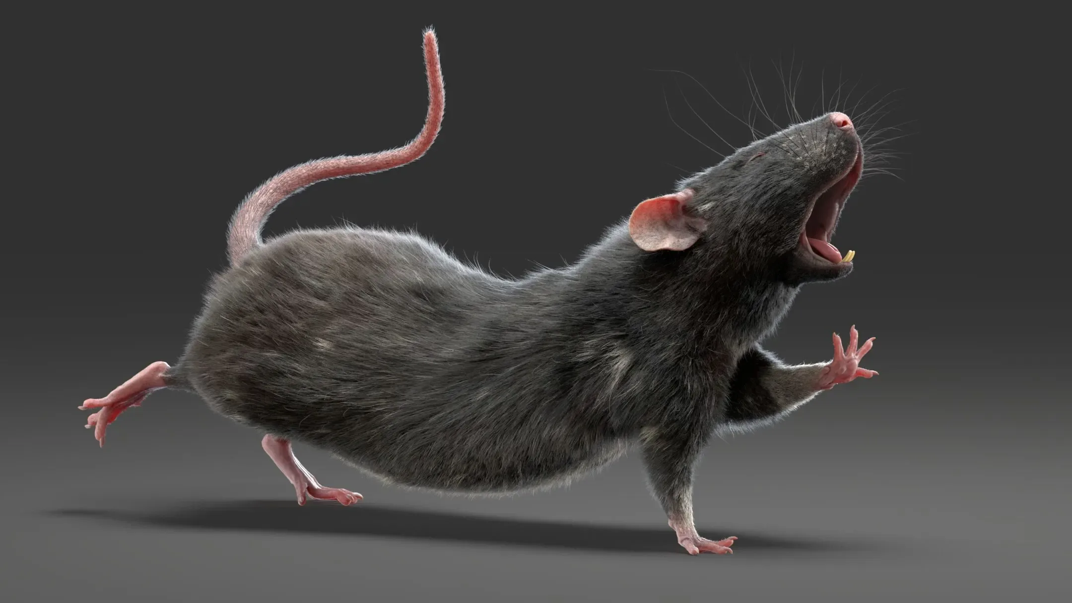 Rat Fur Animated Black