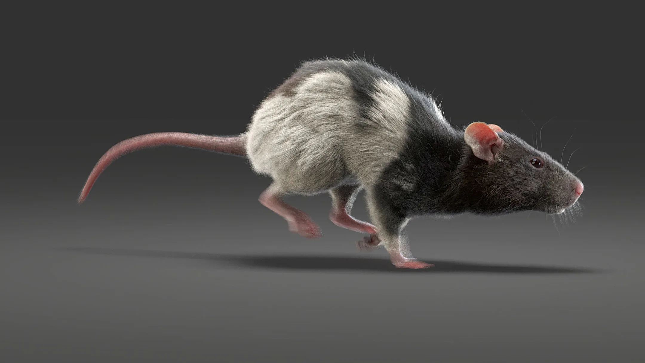 Rat Fur Animated Spotted