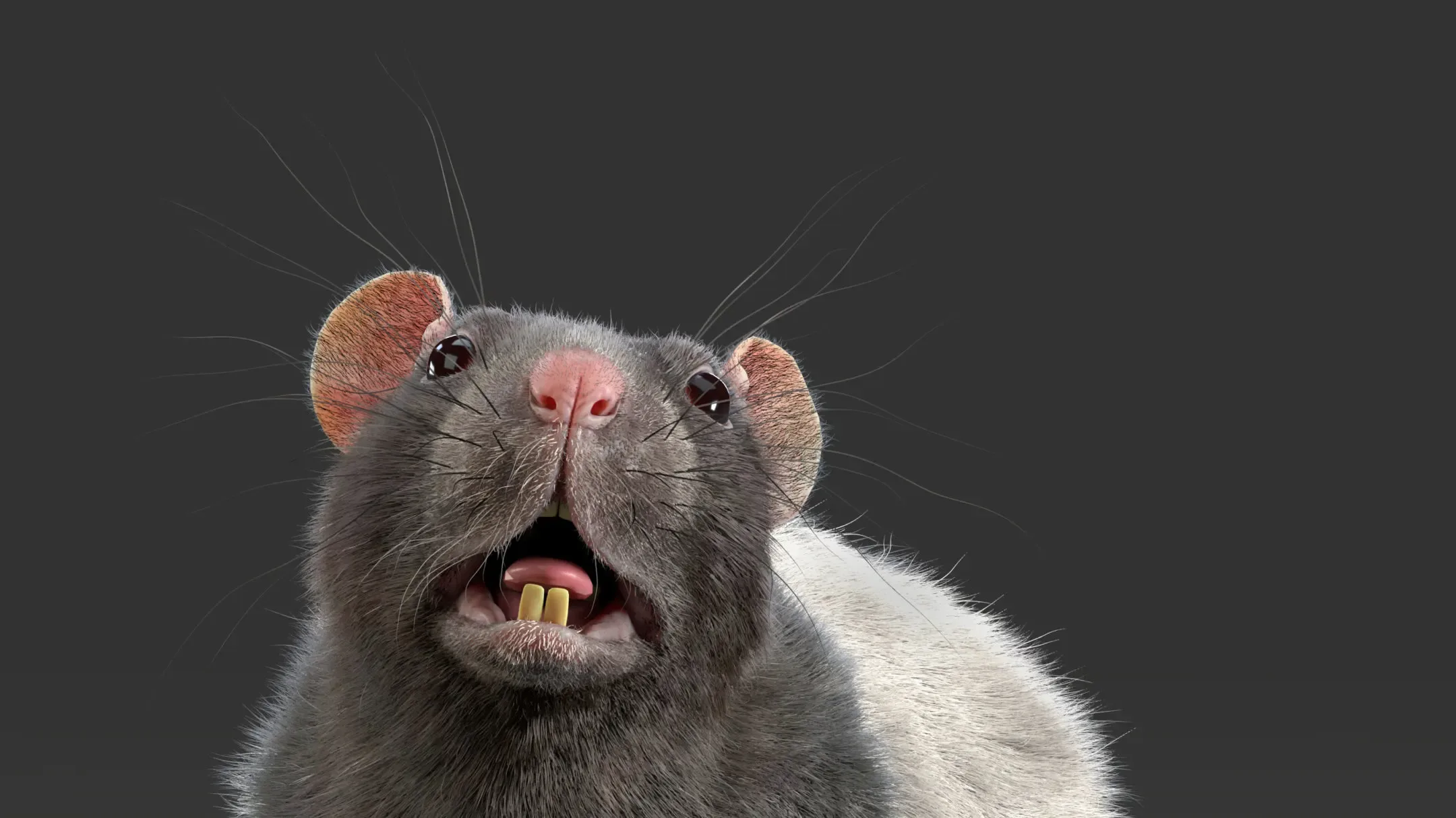 Rat Fur Animated Spotted