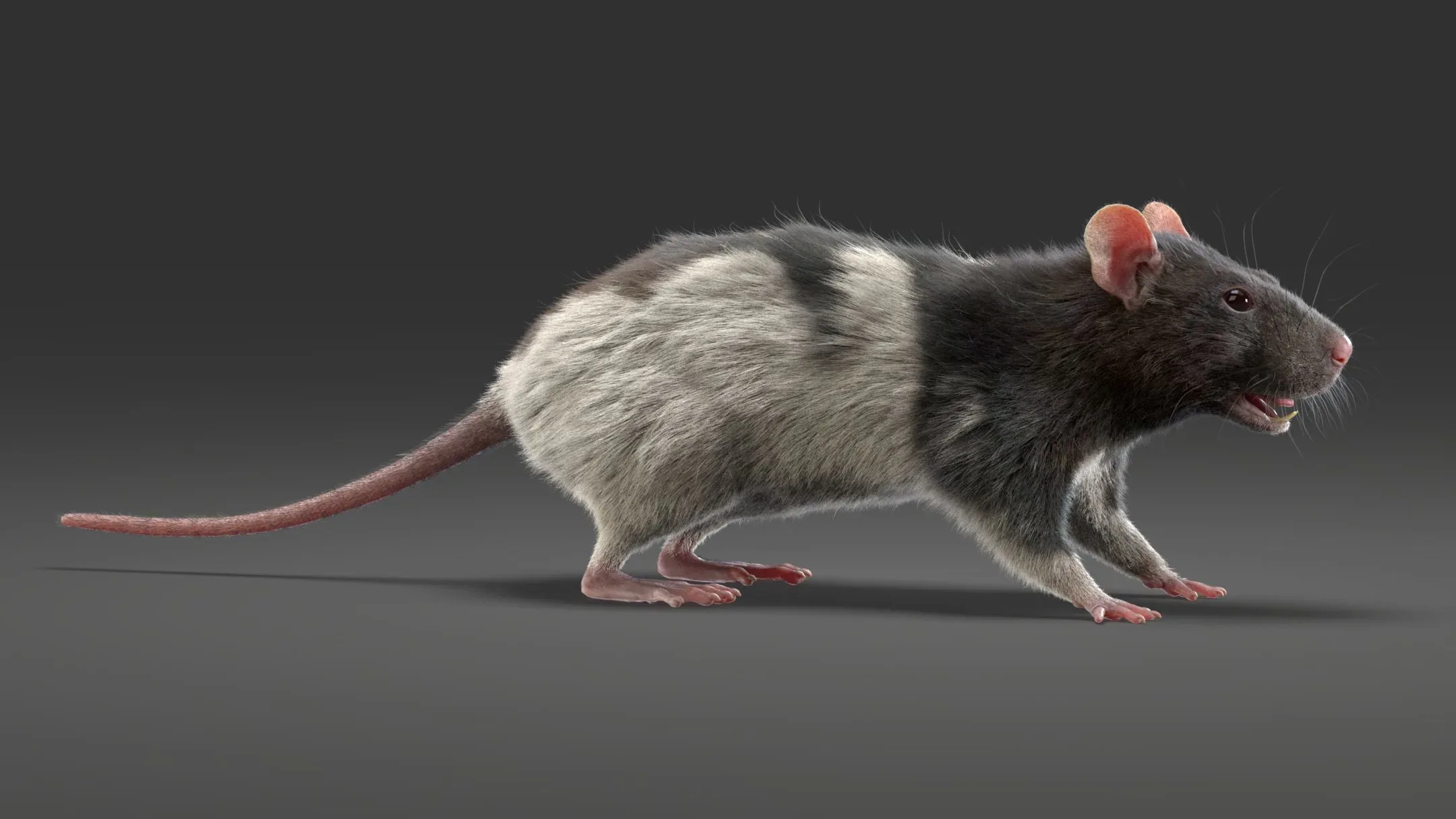 Rat Fur Animated Spotted