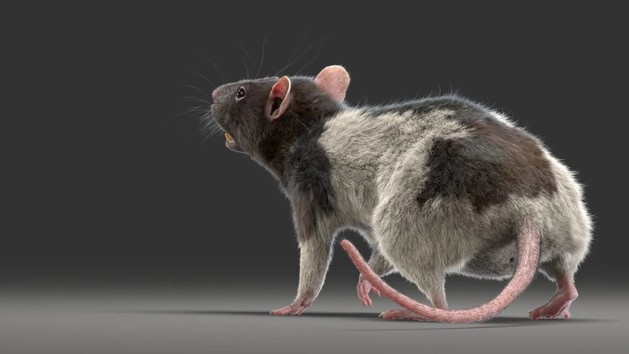 Rat Fur Animated Spotted