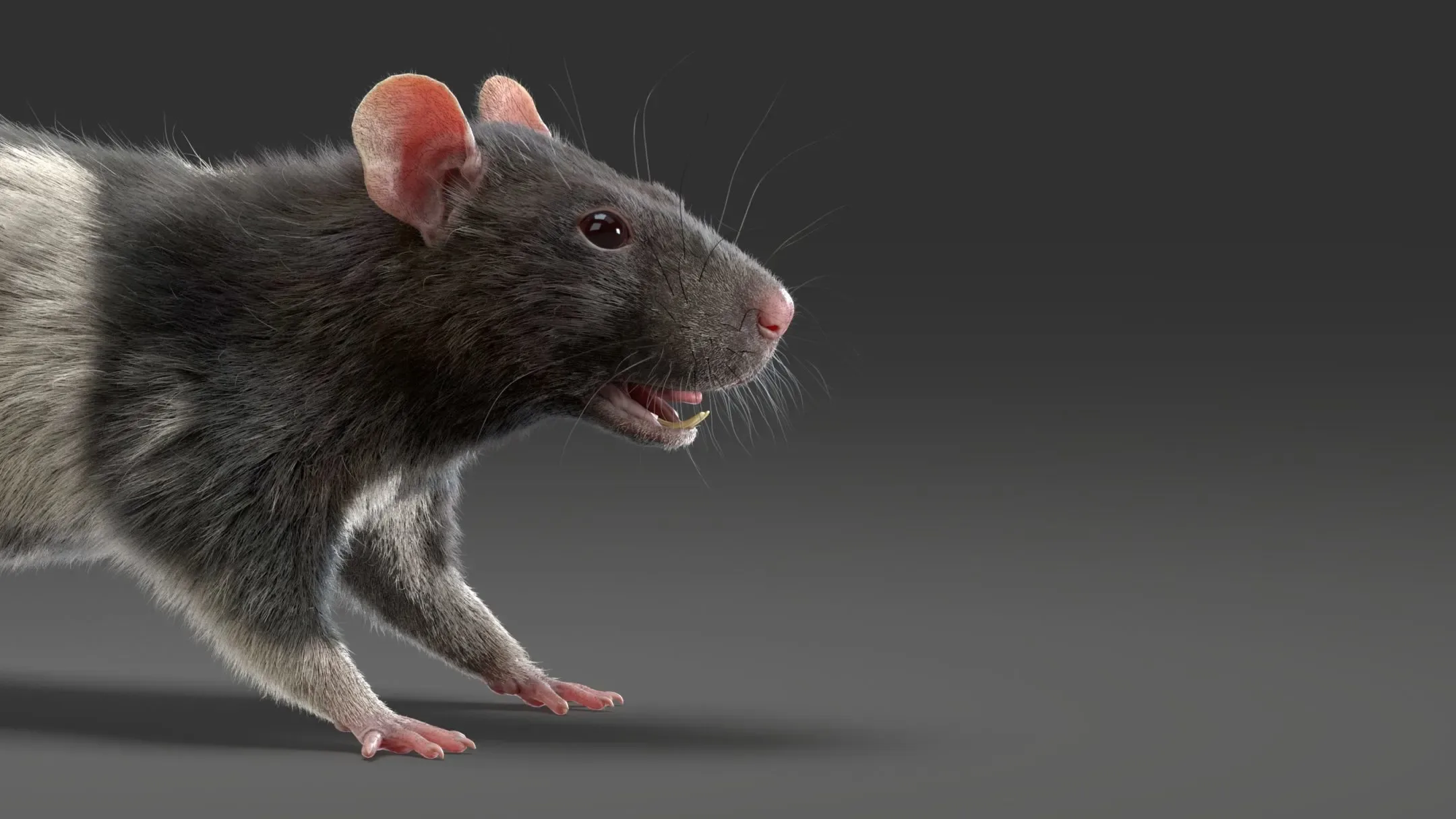 Rat Fur Animated Spotted