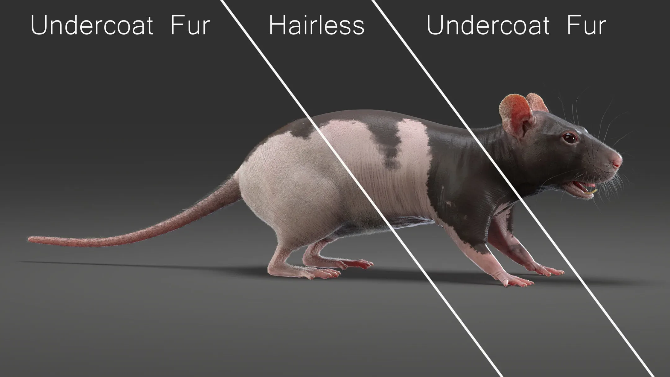 Rat Fur Animated Spotted