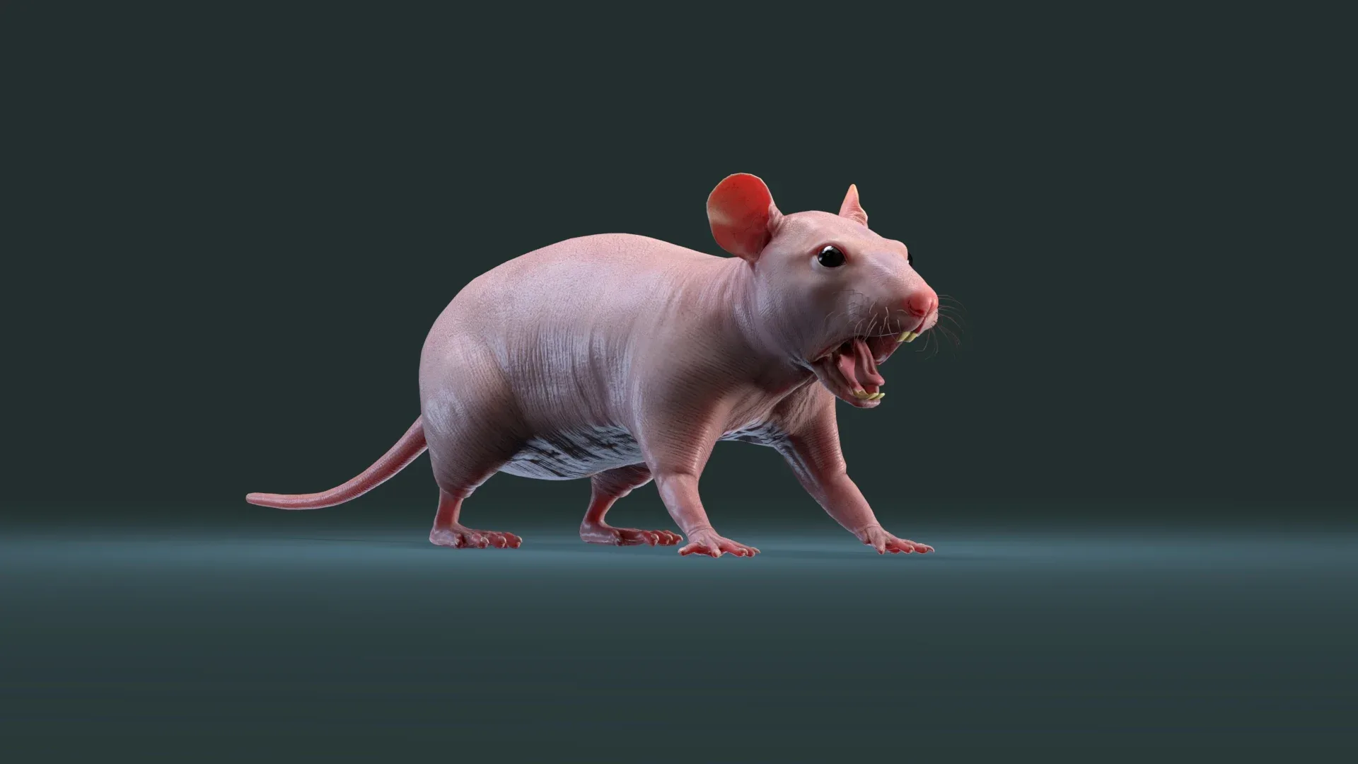 Rat Hairless