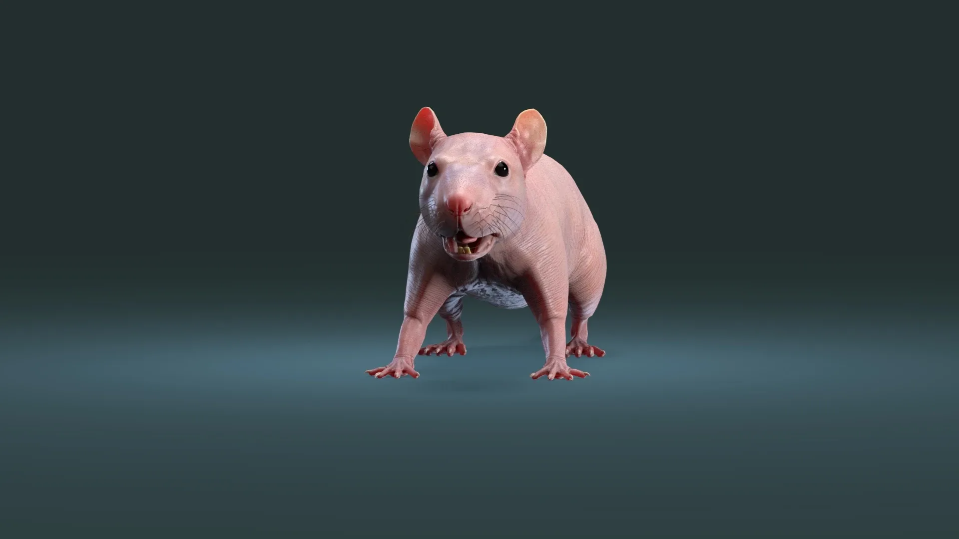 Rat Hairless