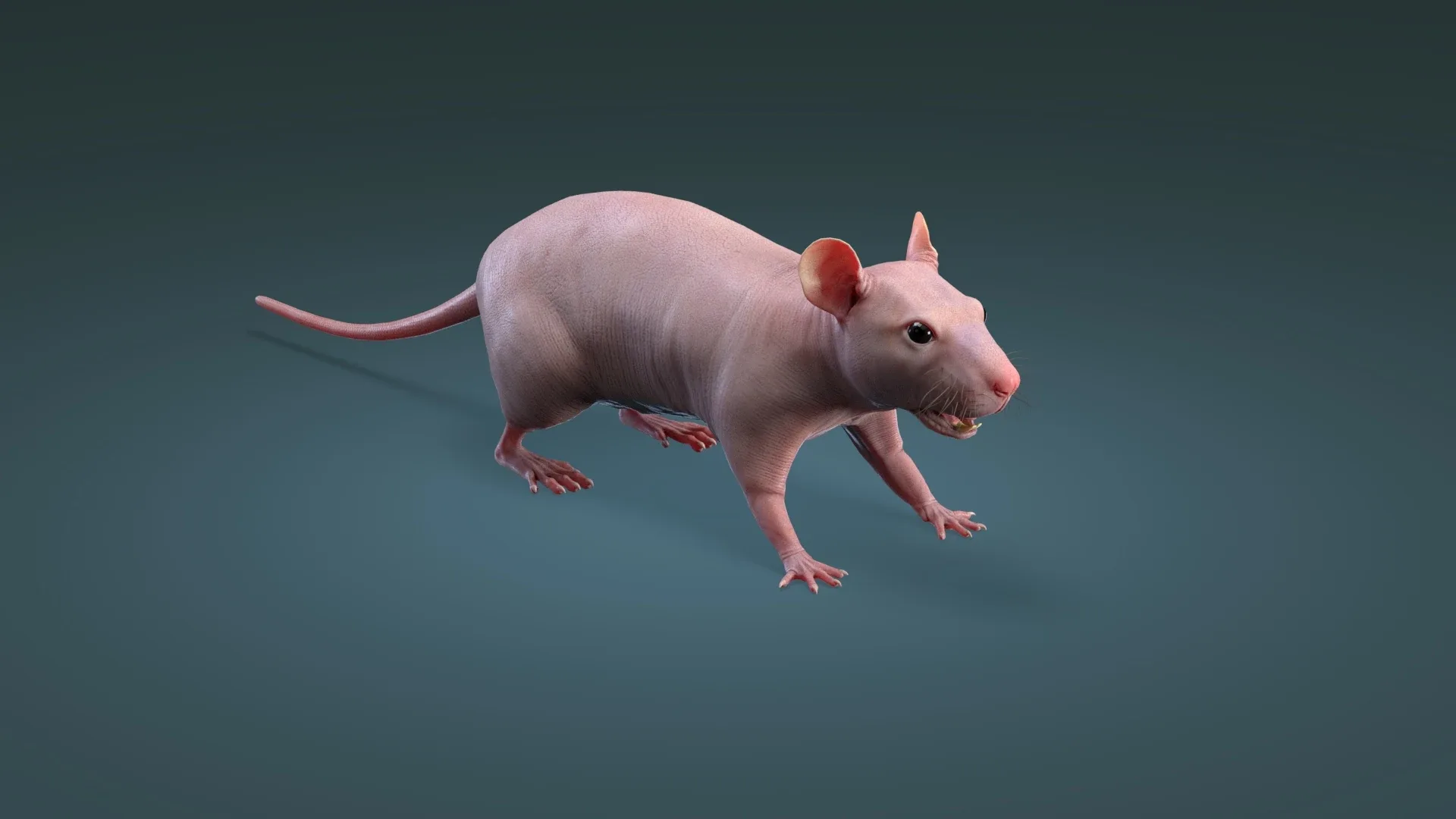 Rat Hairless