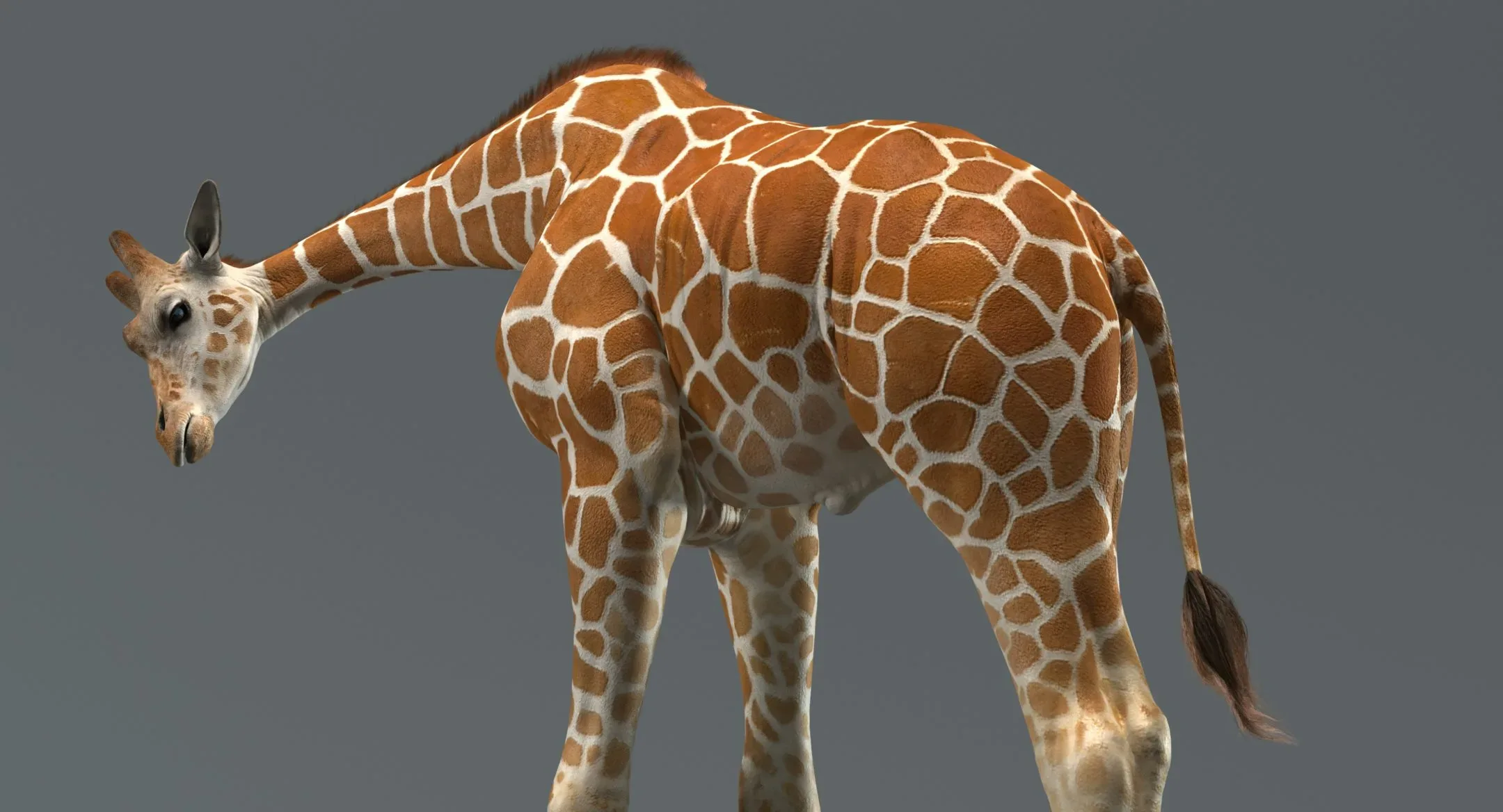 Giraffe Rigged