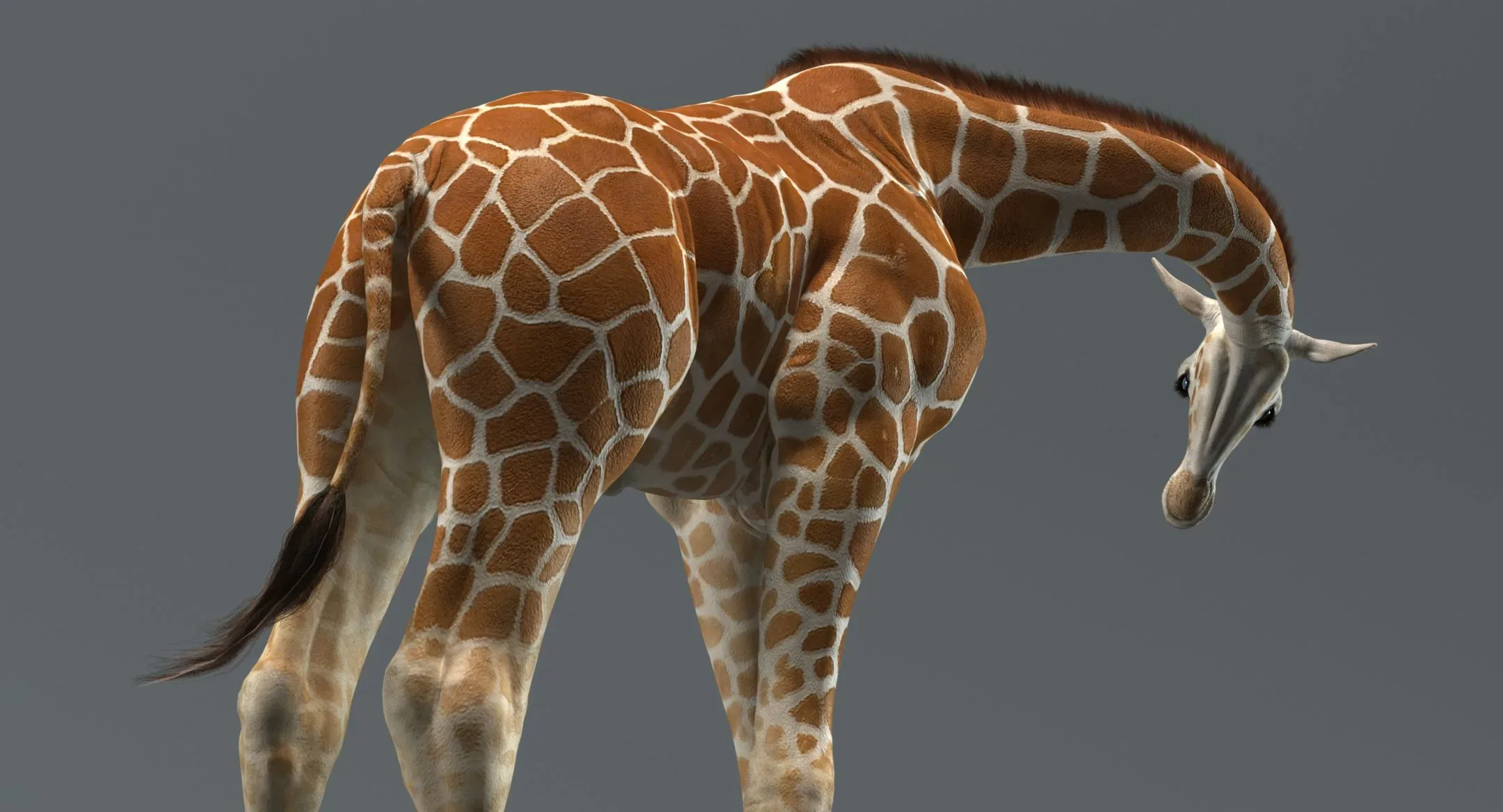 Giraffe Rigged