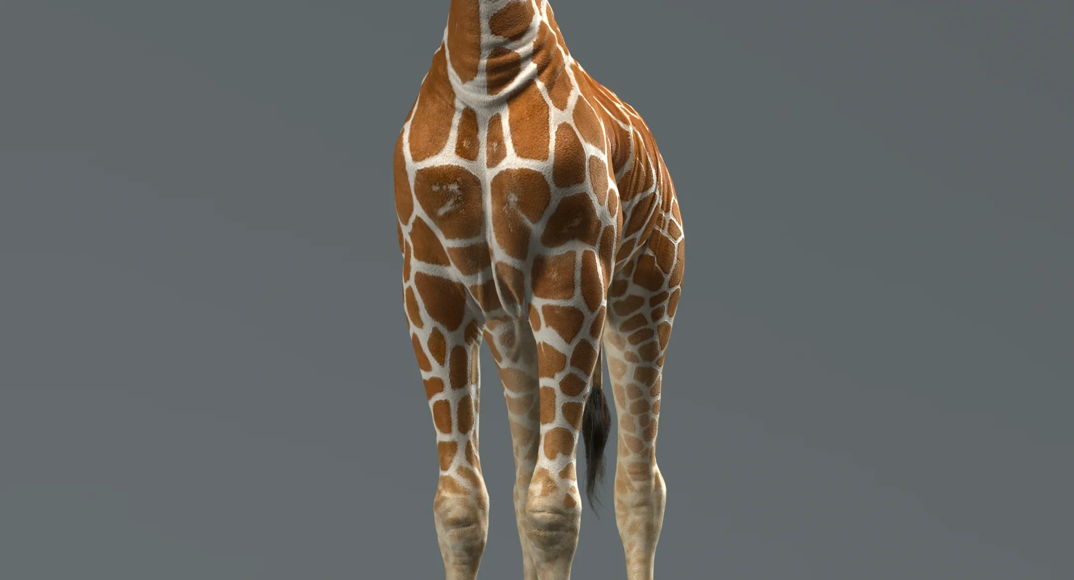 Giraffe Rigged