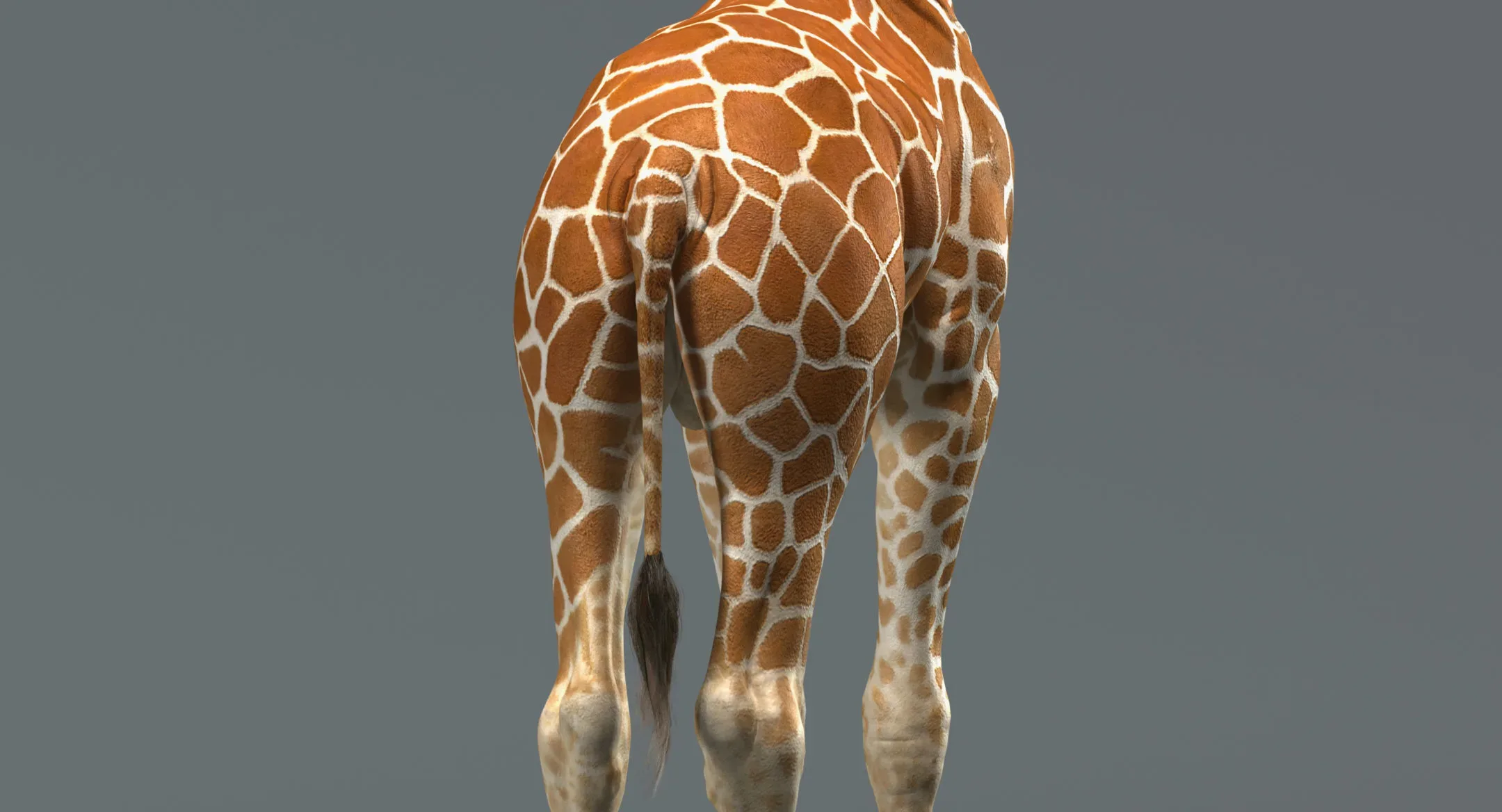 Giraffe Rigged