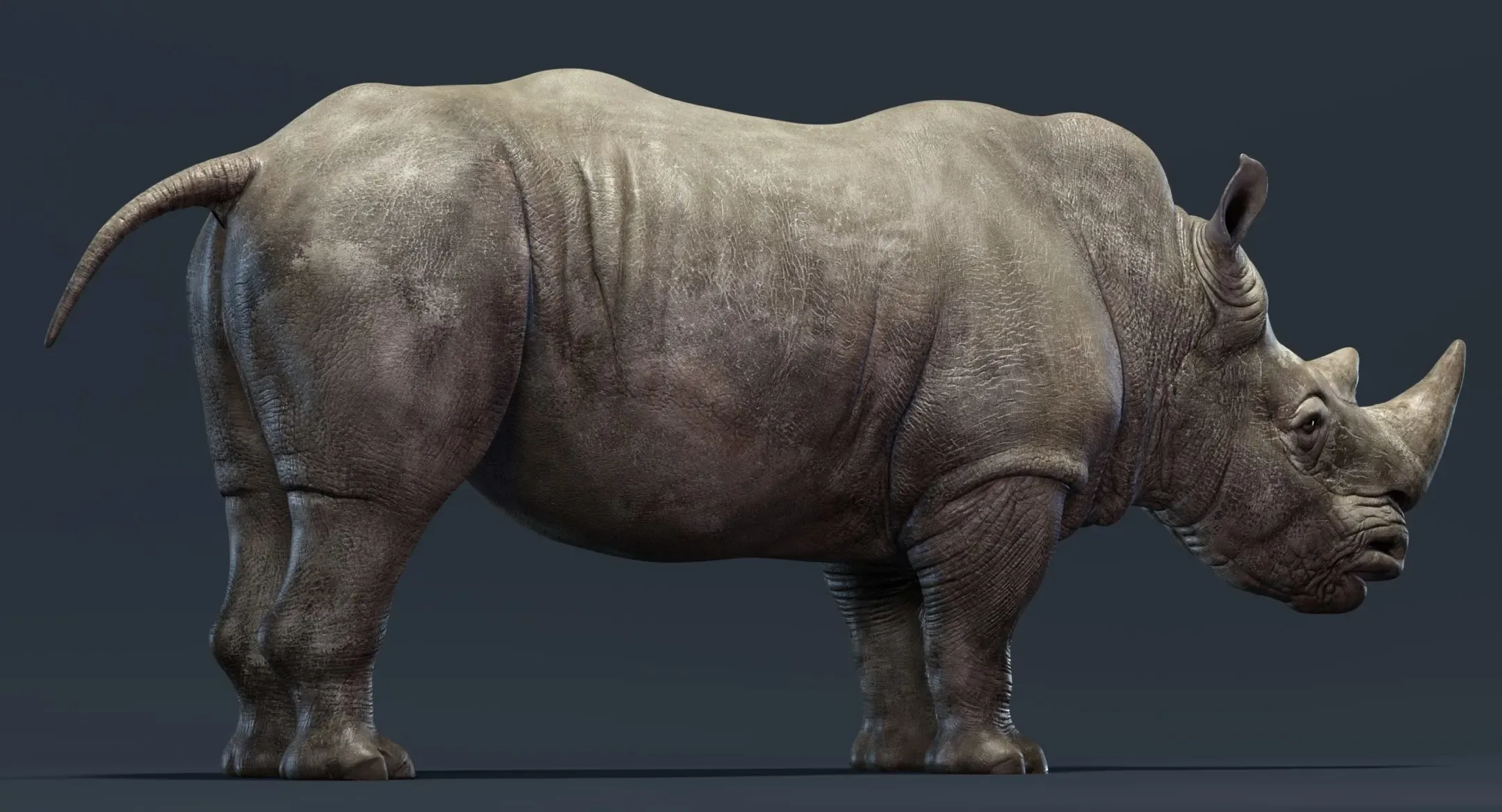 Rhino Rigged