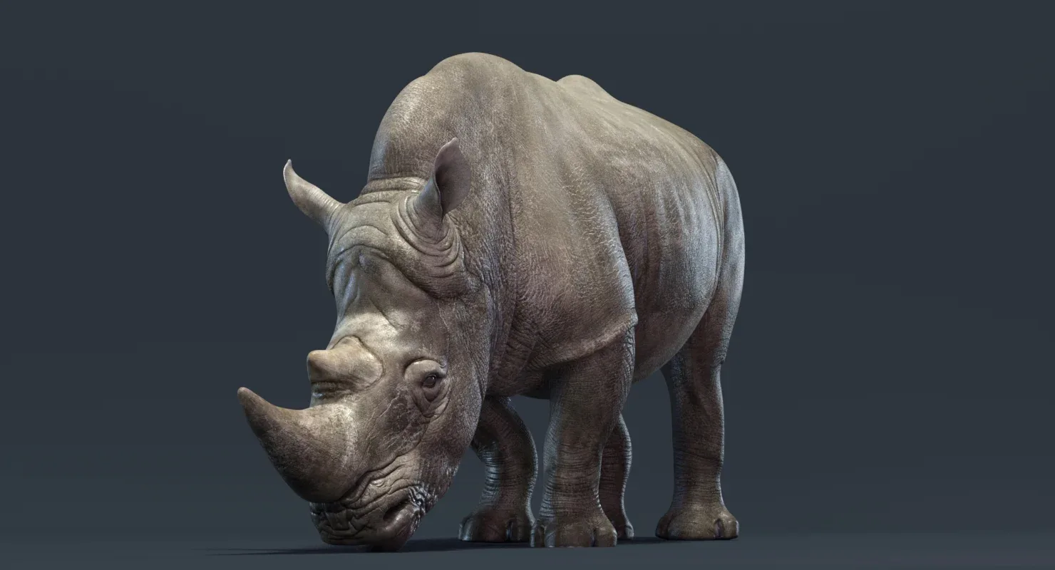 Rhino Rigged