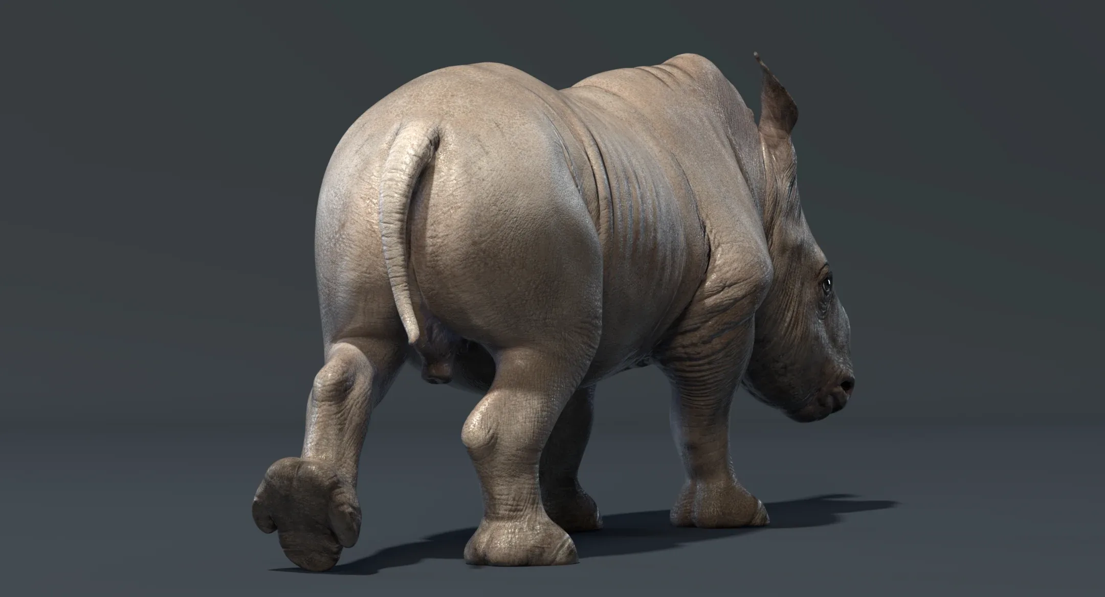 Rhino Baby Animated