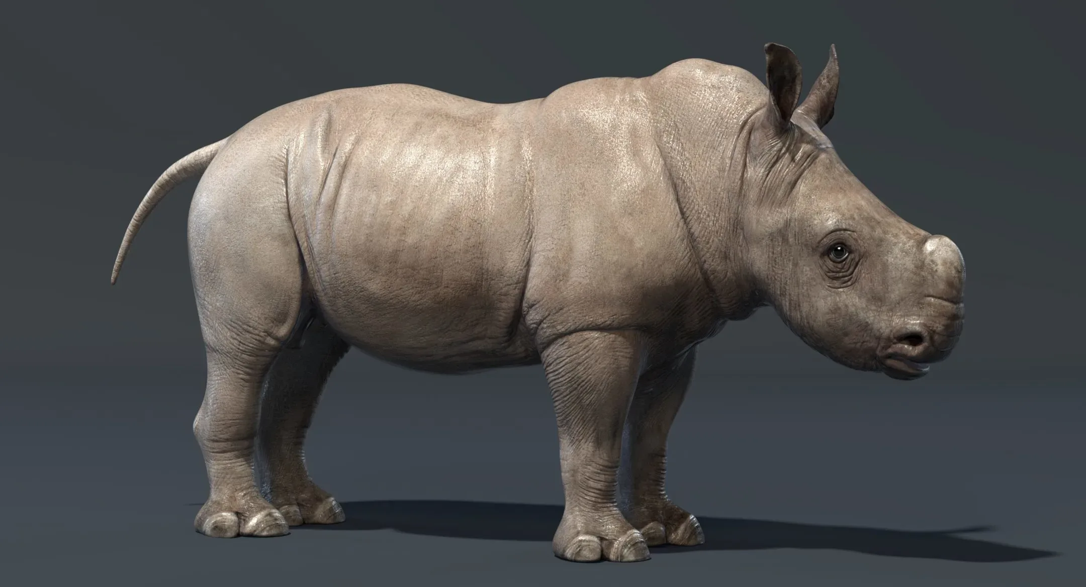 Rhino Baby Animated