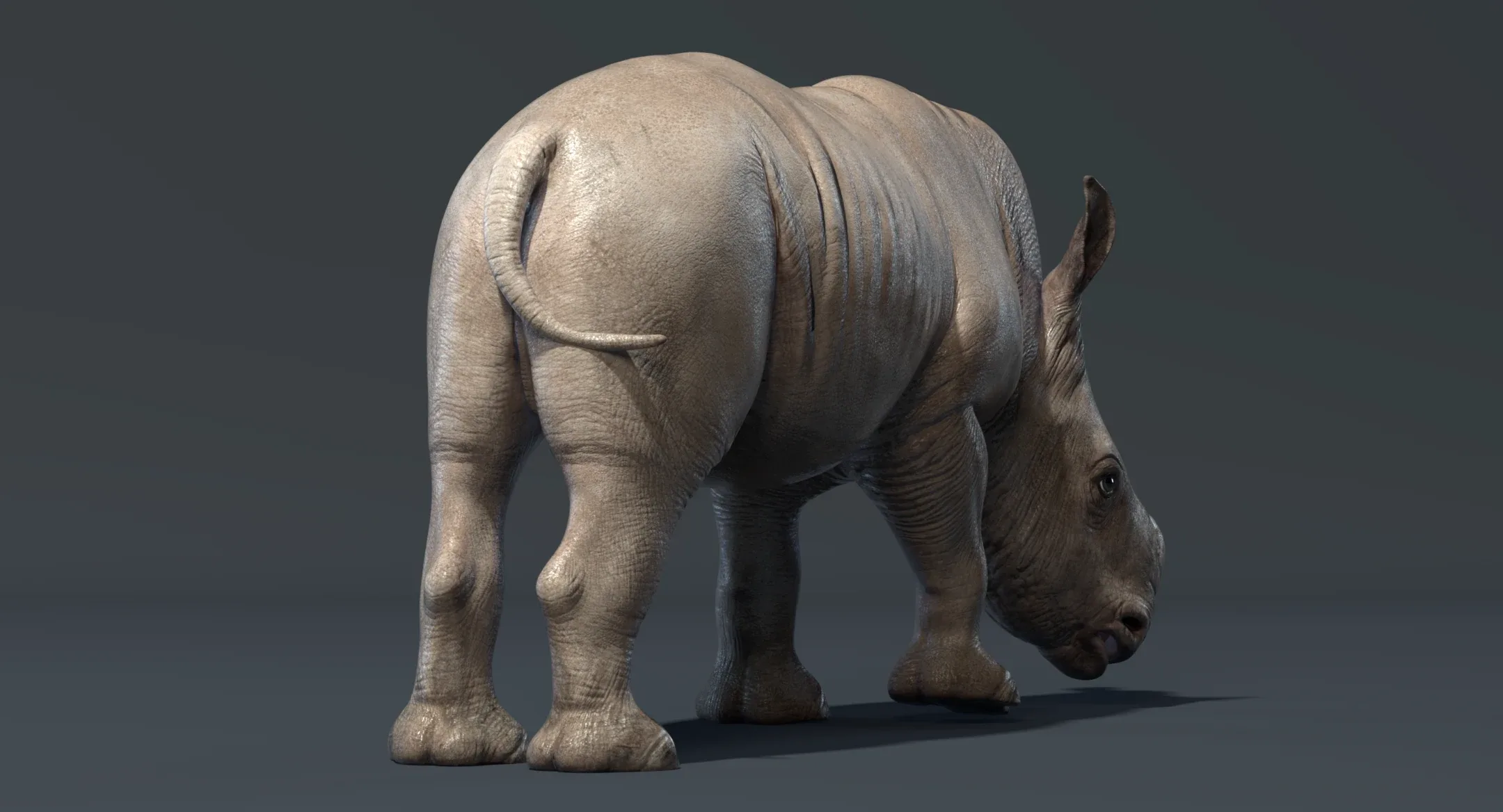 Rhino Baby Animated