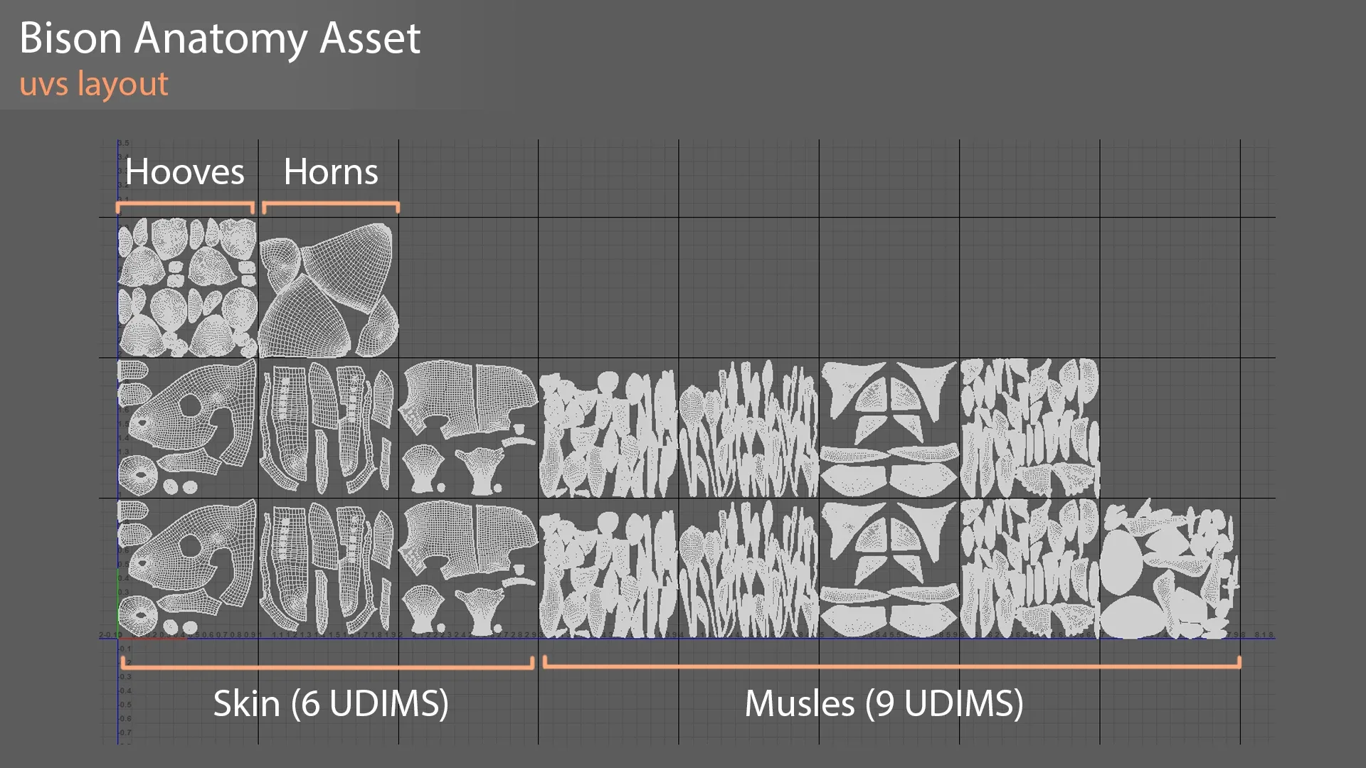 Bison Anatomy - Skin ; Muscles ; Bones Simulation - Model & Textures