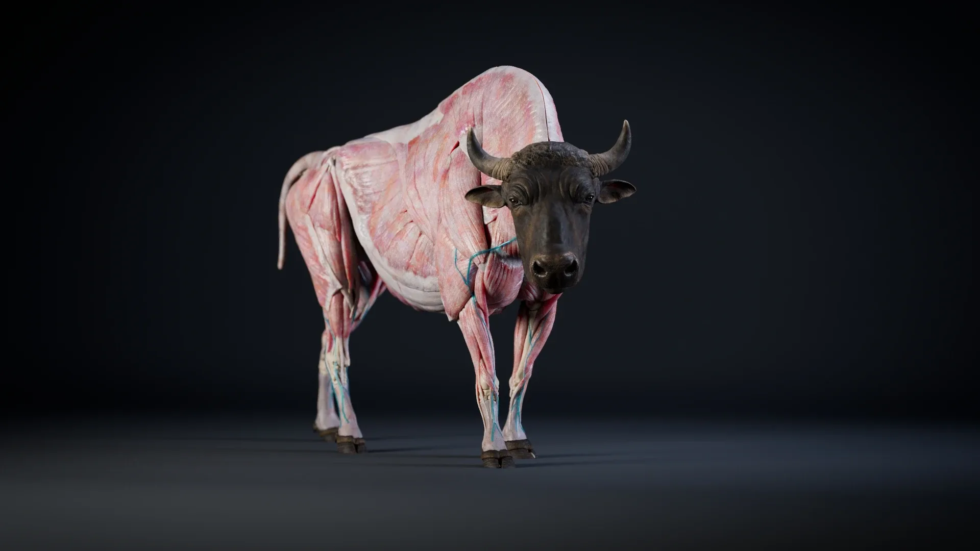 Bison Anatomy - Skin ; Muscles ; Bones Simulation - Model & Textures