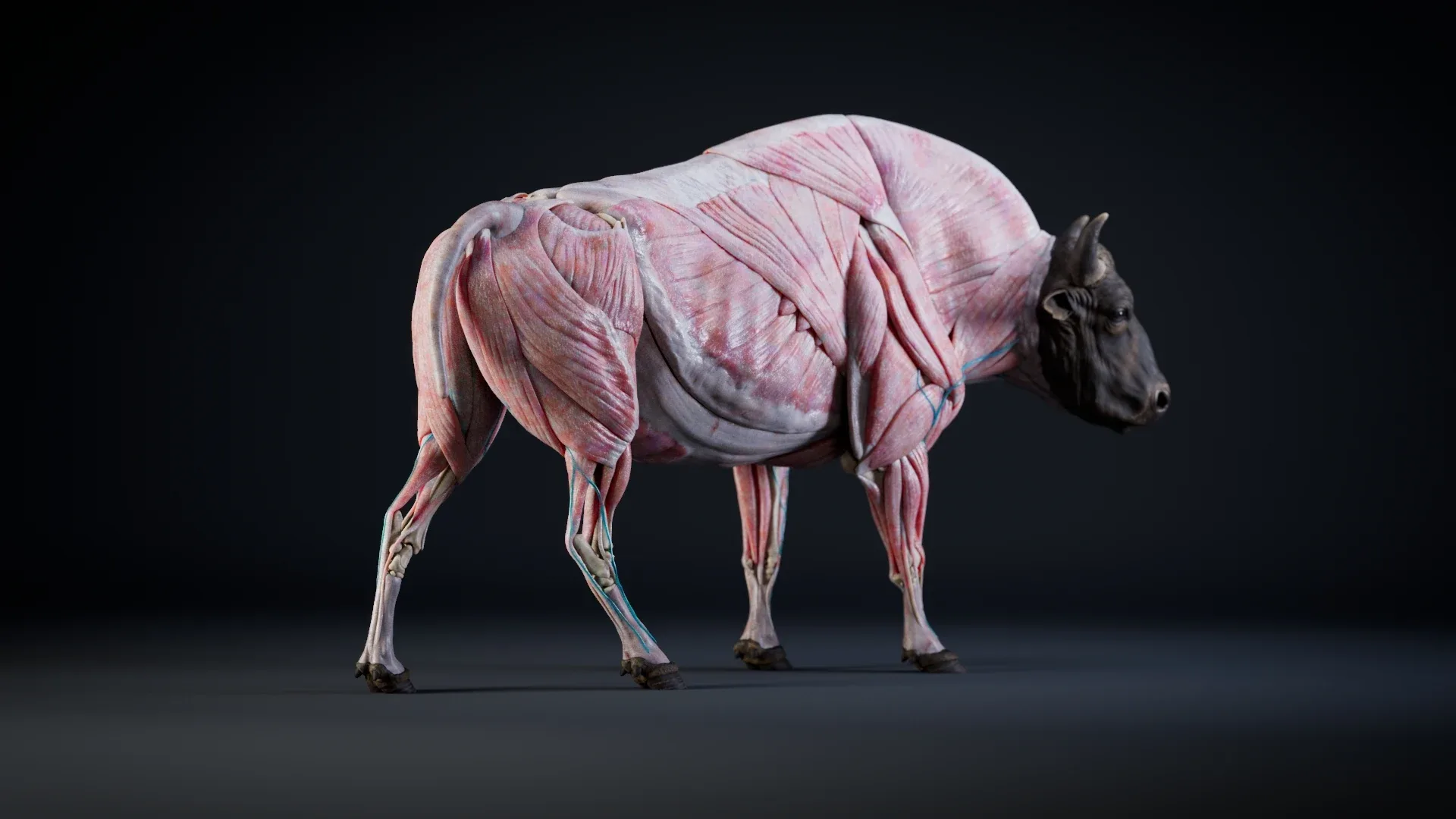 Bison Anatomy - Skin ; Muscles ; Bones Simulation - Model & Textures