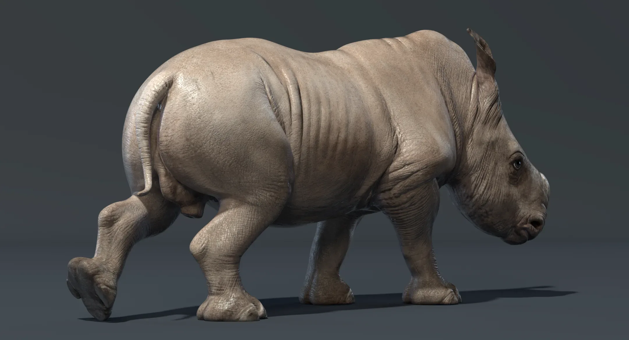 Rhino Baby Rigged