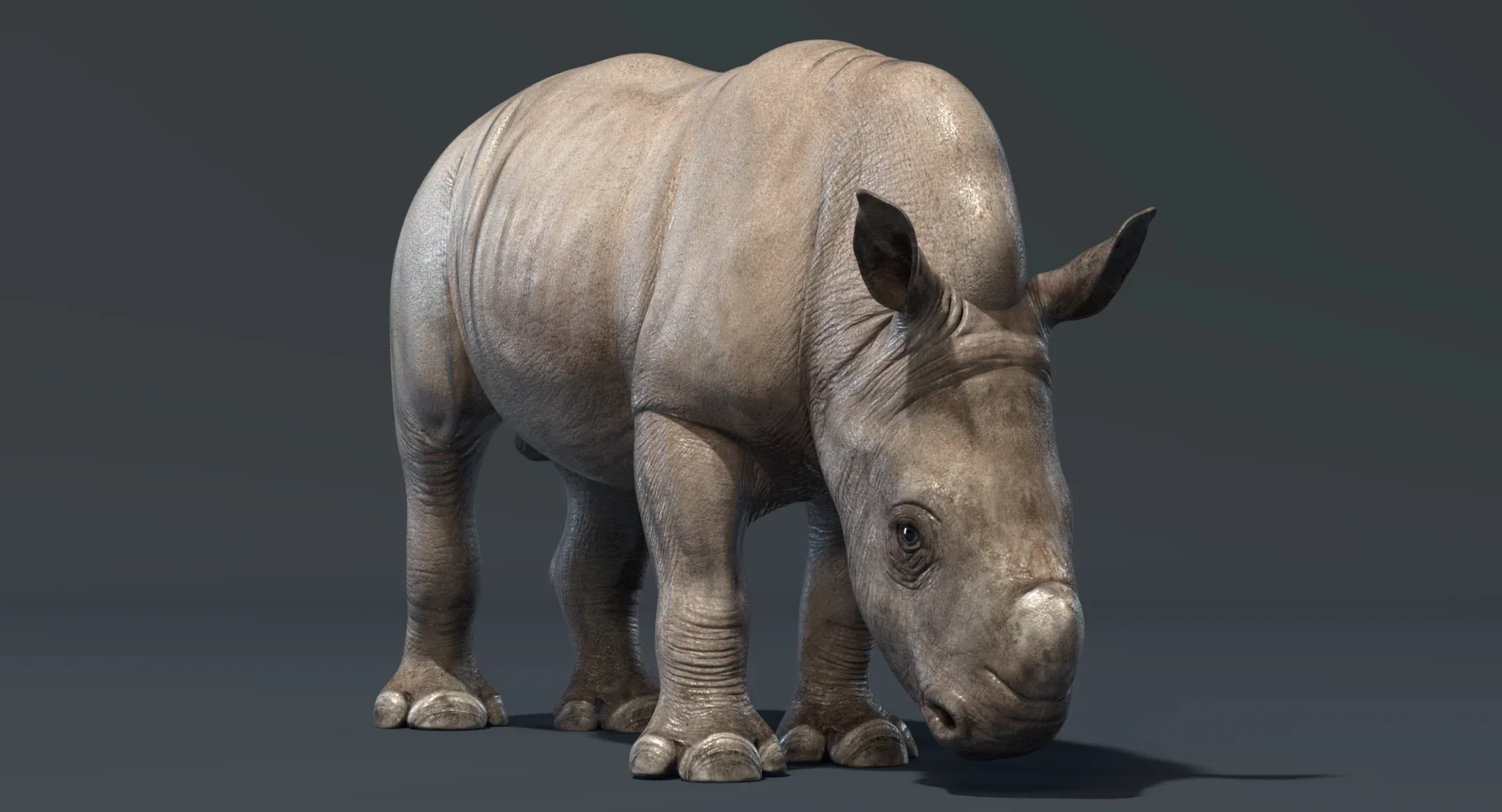 Rhino Baby Rigged