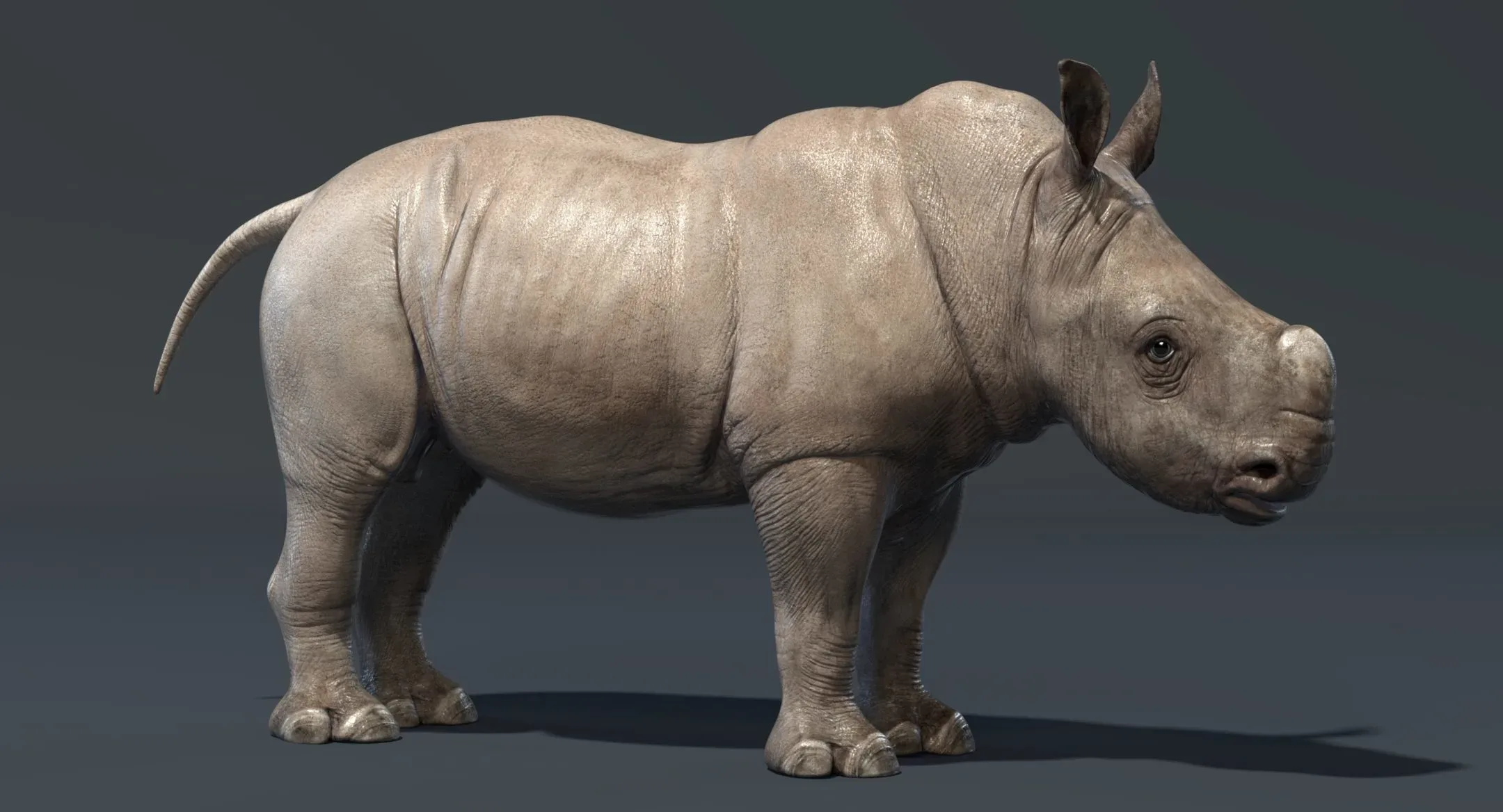 Rhino Baby Rigged