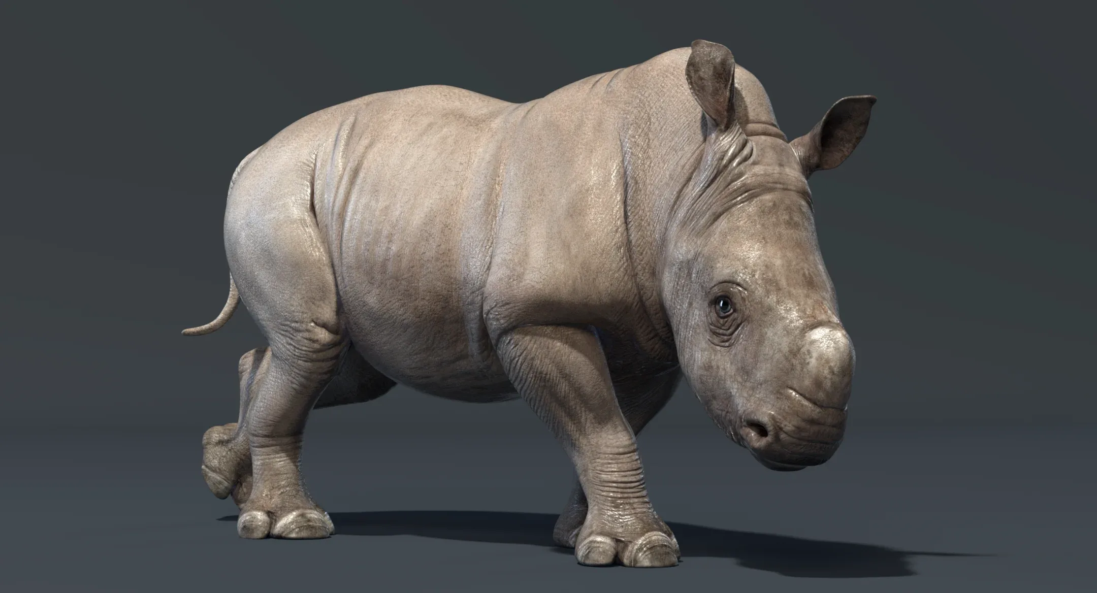 Rhino Baby Rigged