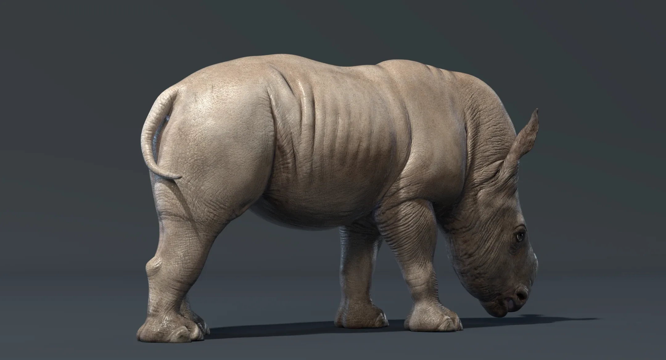 Rhino Baby Rigged