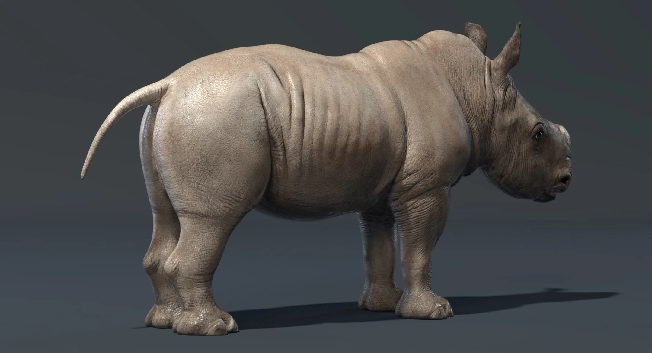 Rhino Baby Rigged