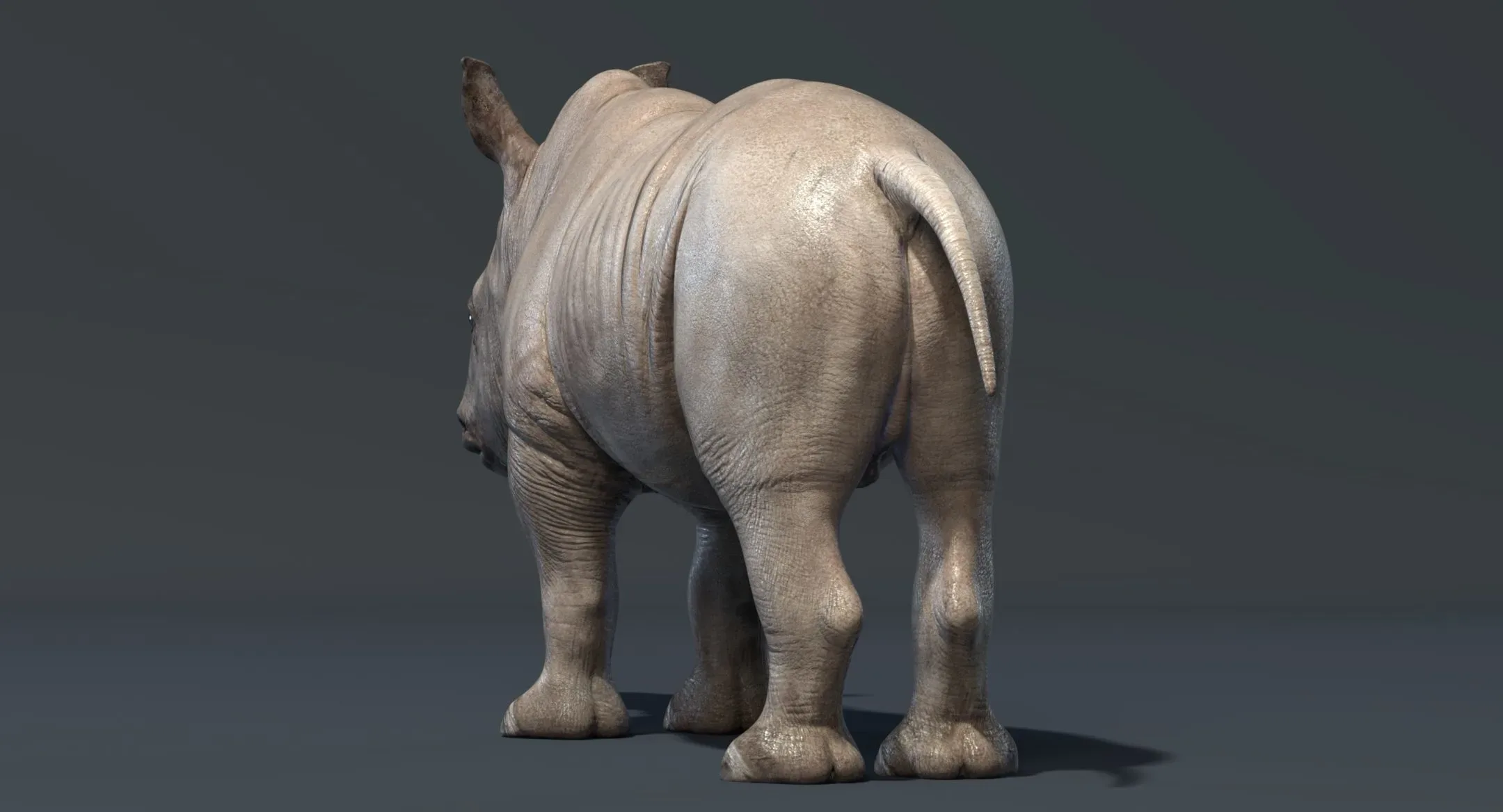 Rhino Baby Rigged