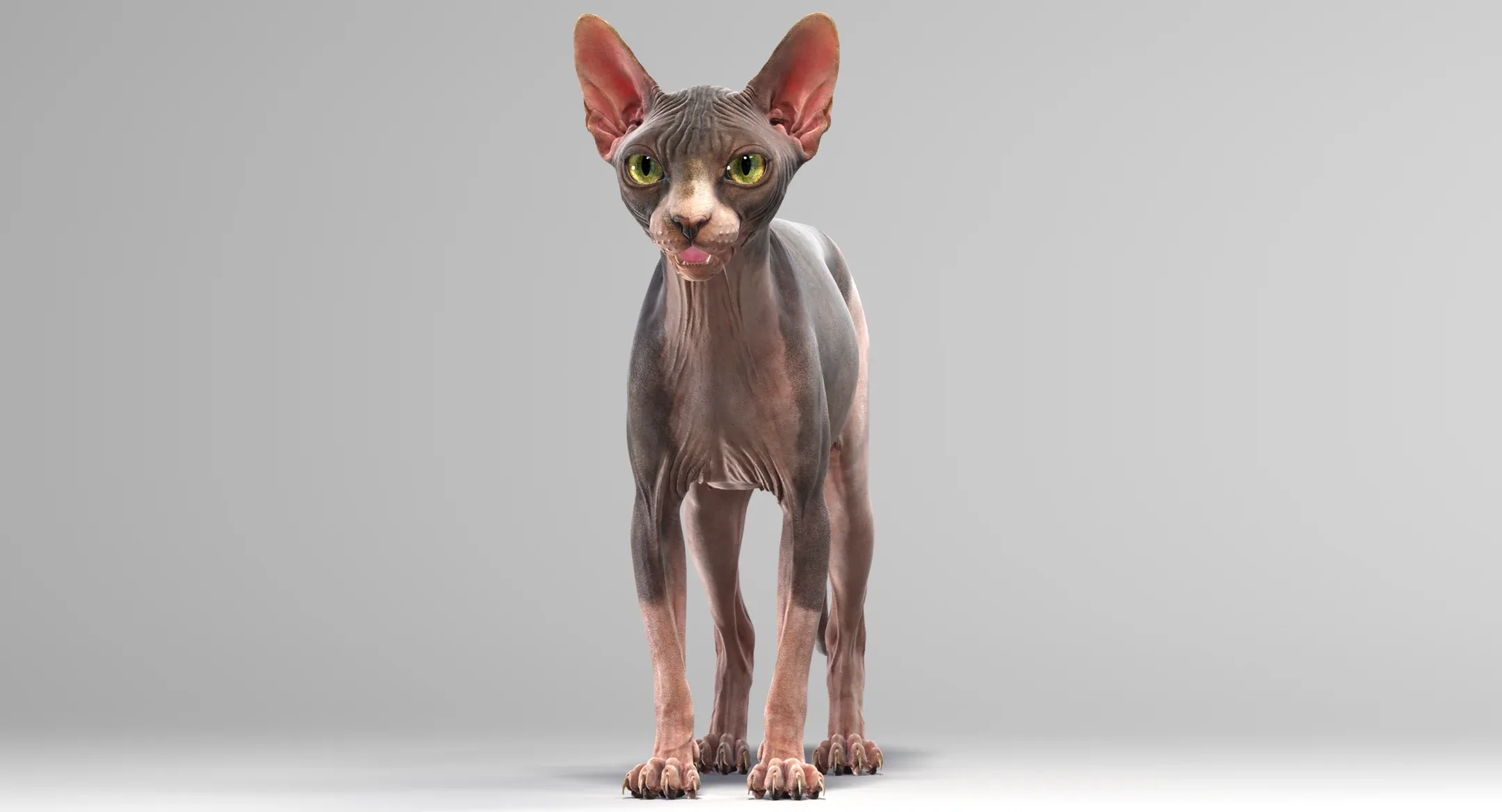 Sphynx Cat Bicolor Animated