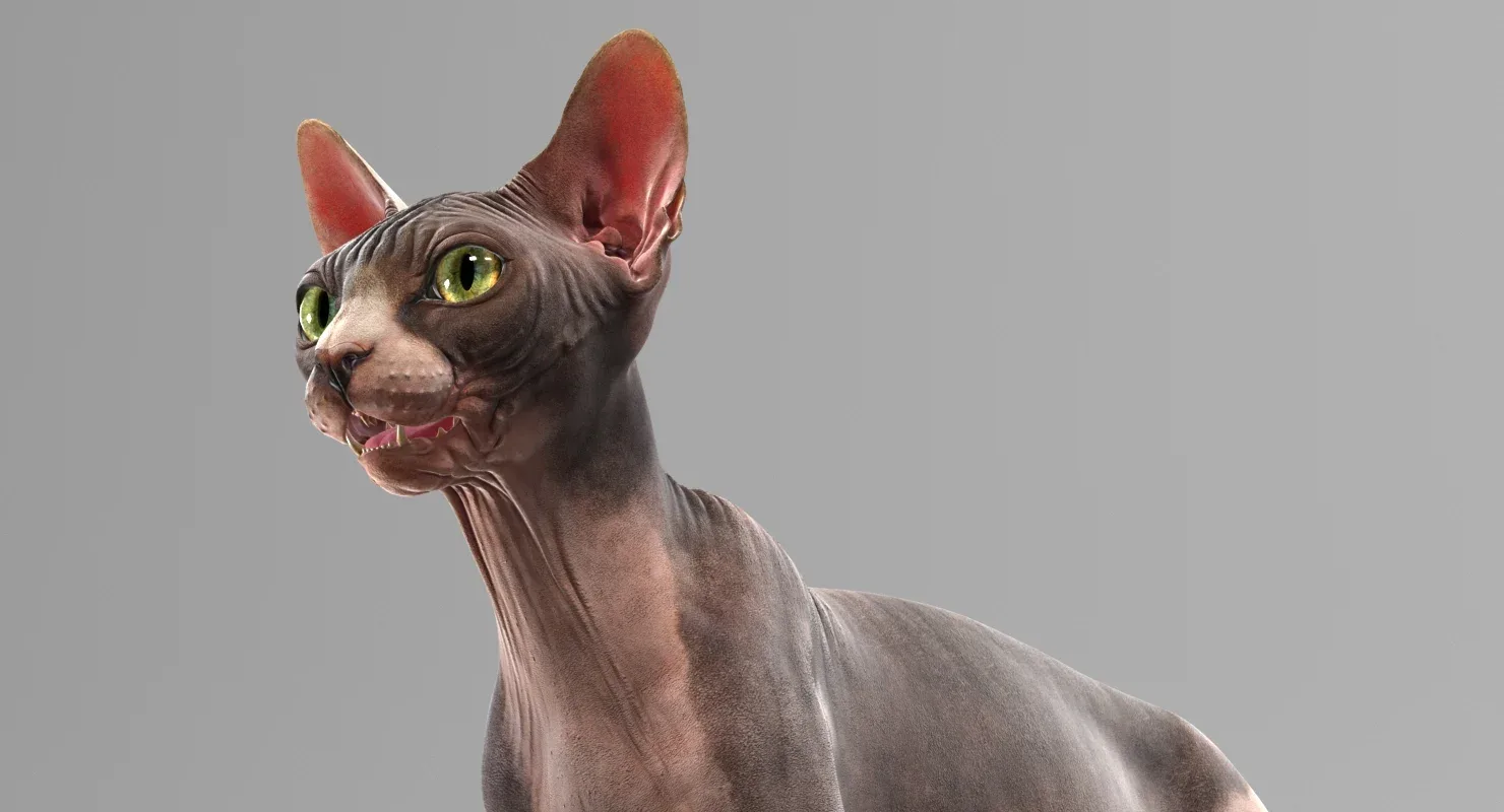 Sphynx Cat Bicolor Animated