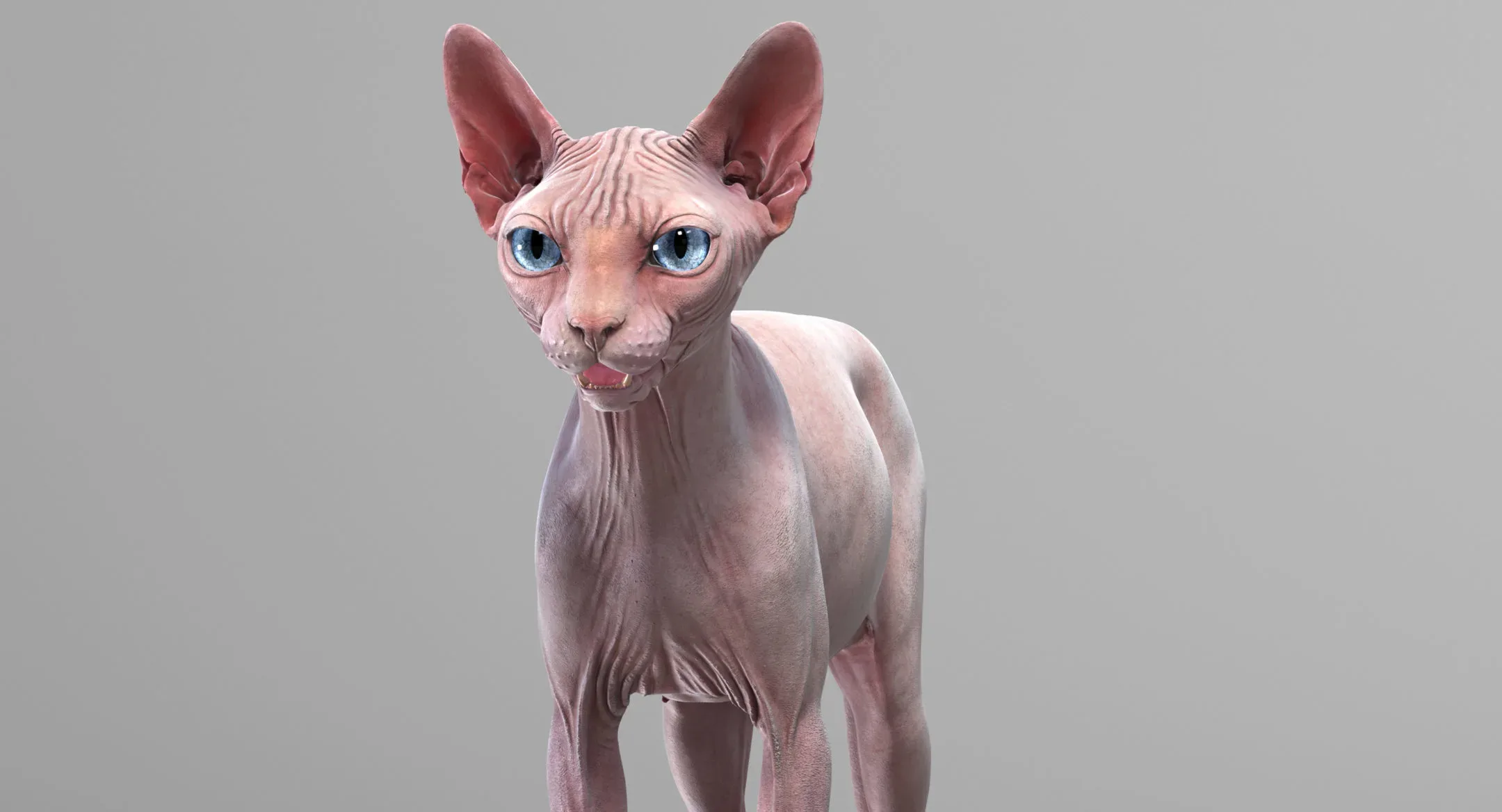 Sphynx Cat Pink