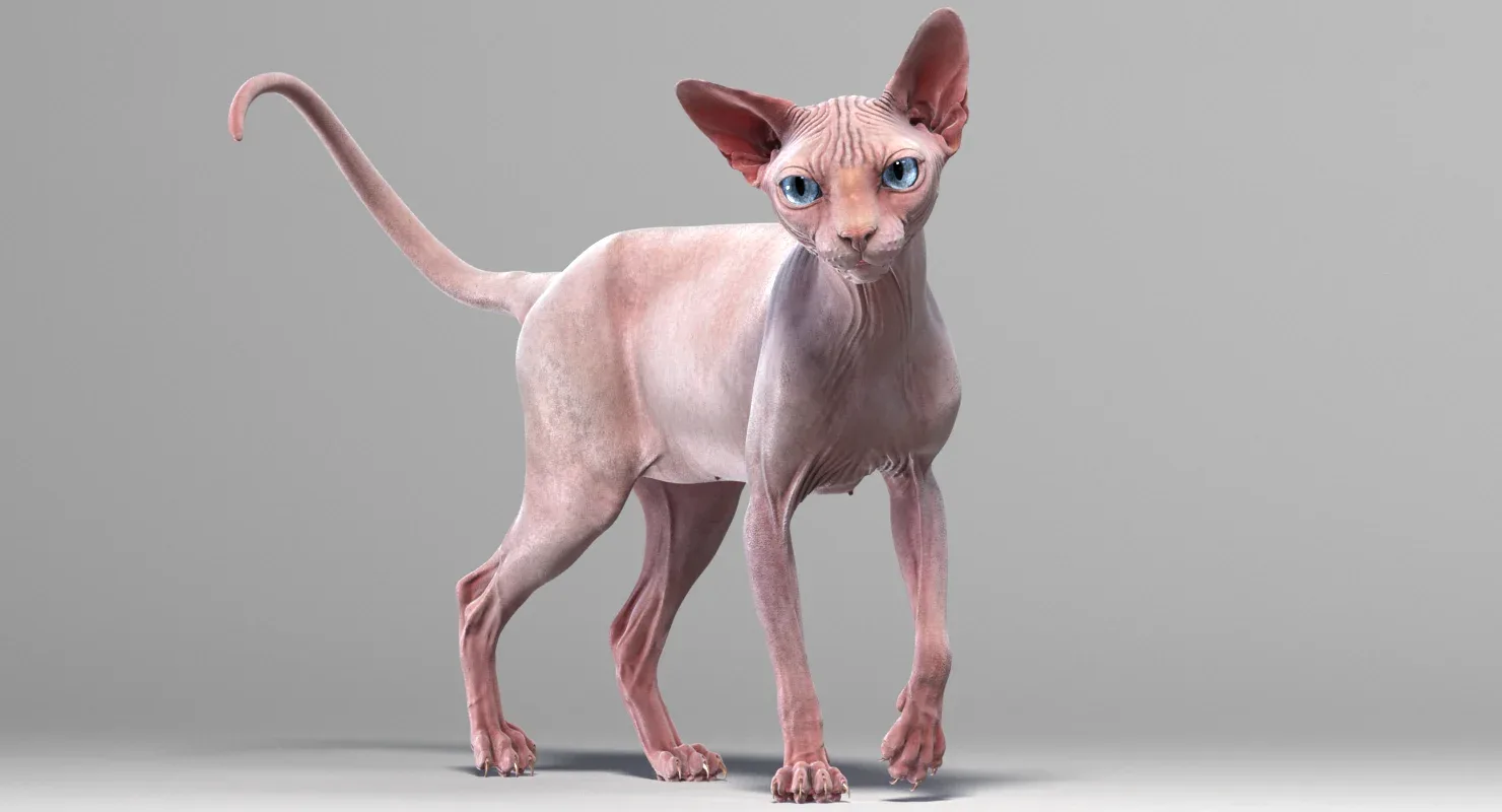 Sphynx Cat Pink