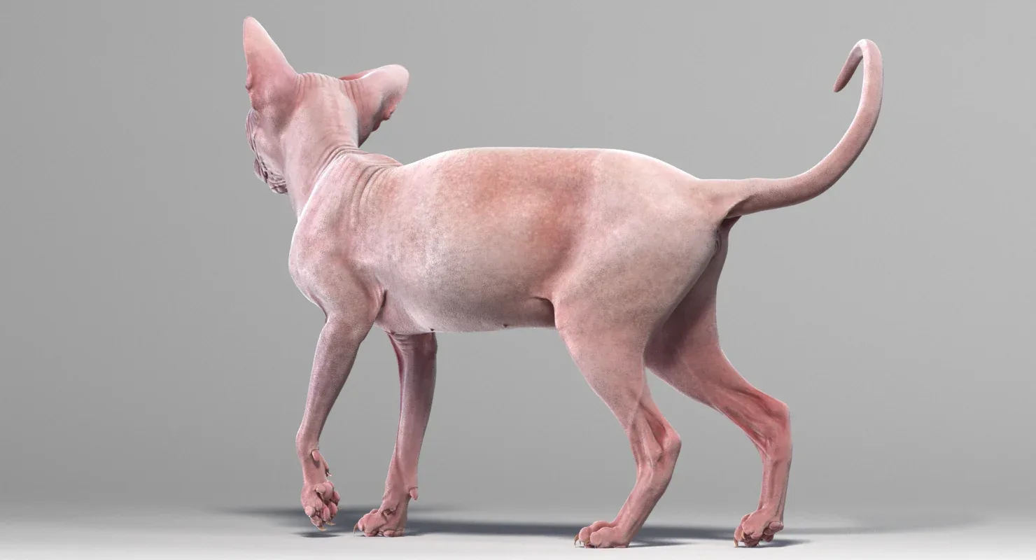 Sphynx Cat Pink