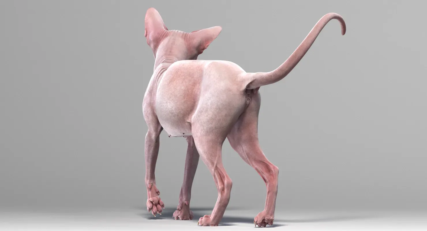 Sphynx Cat Pink