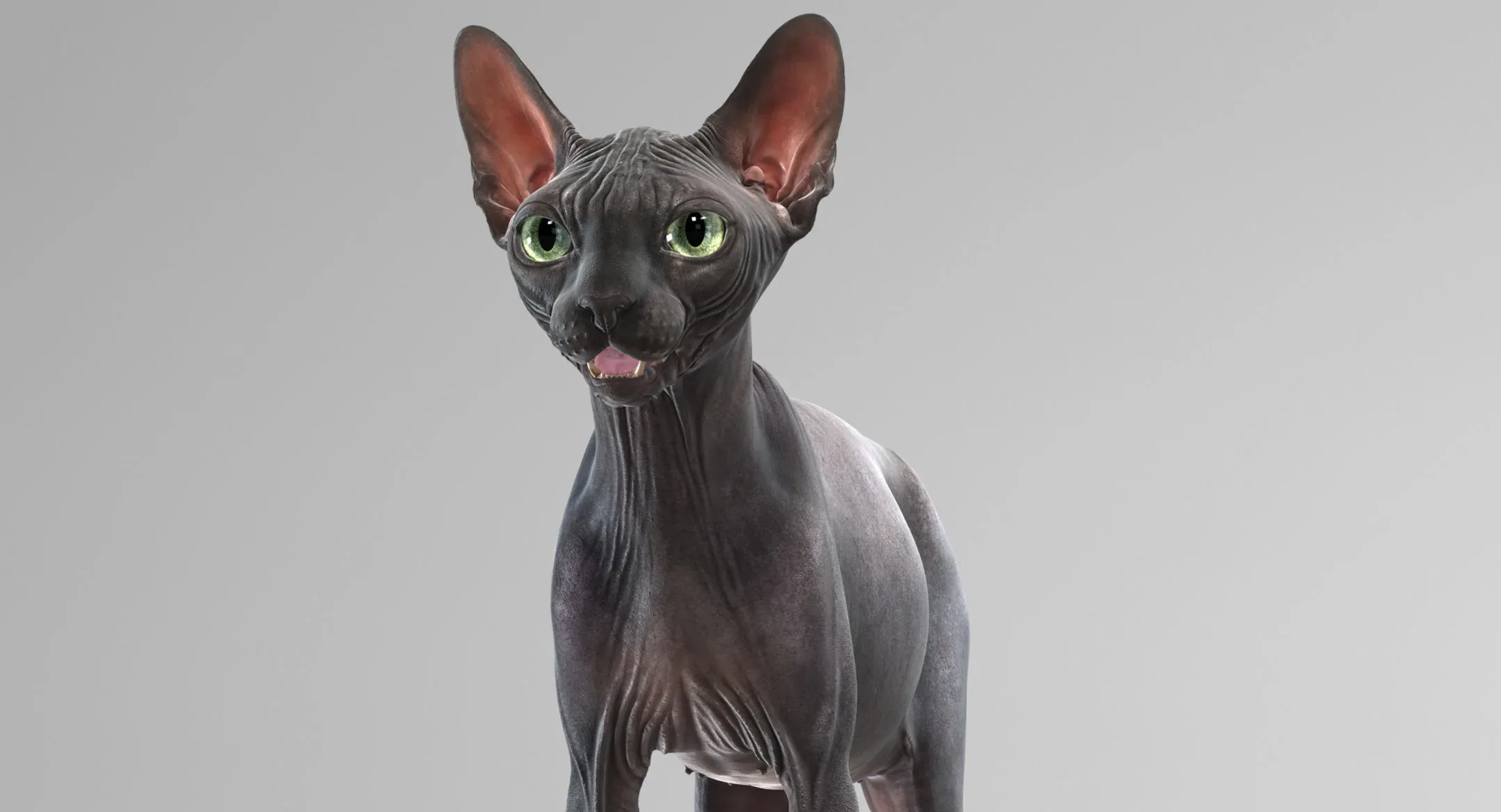 Sphynx Cat Black Rigged