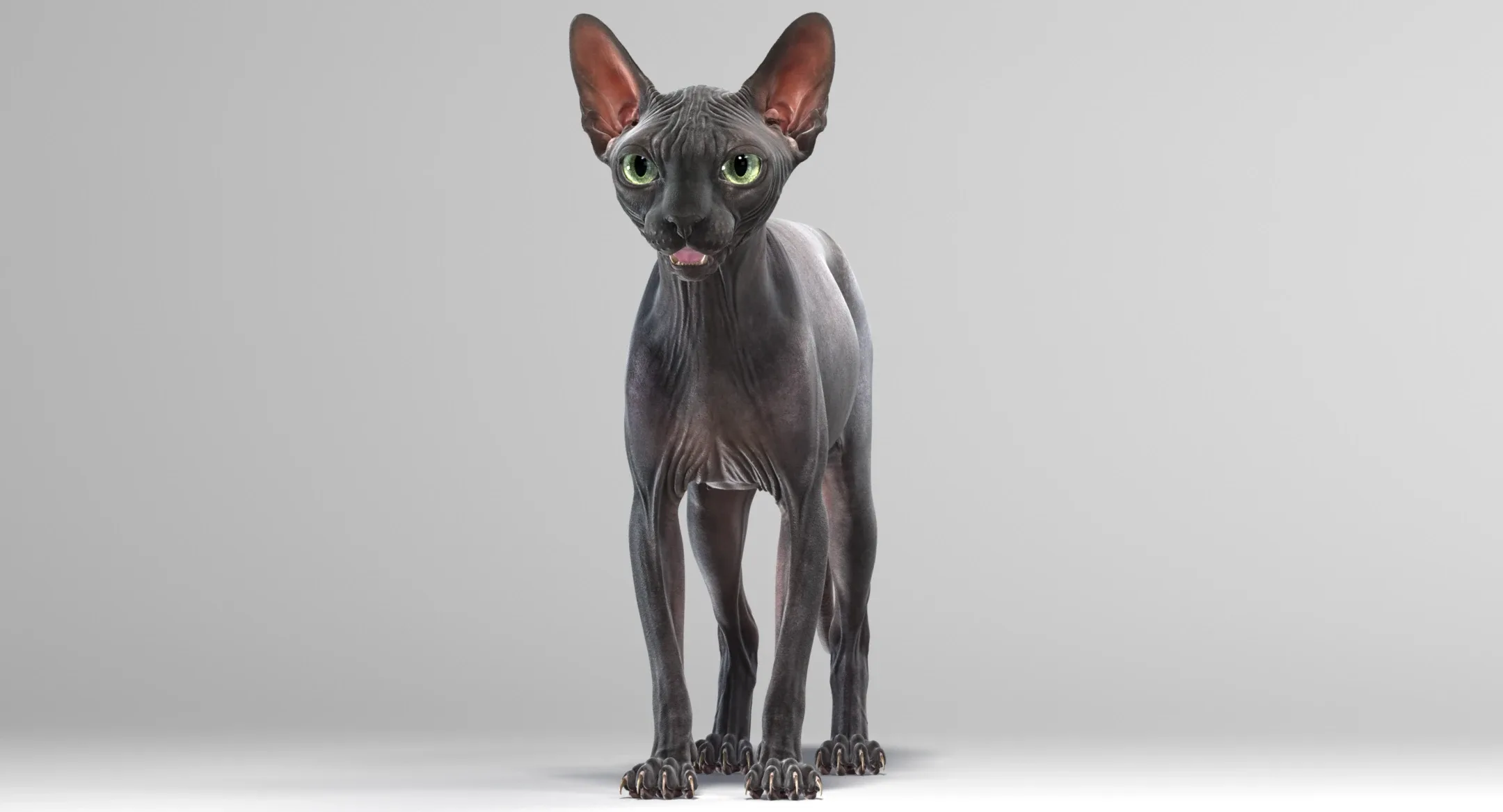 Sphynx Cat Black