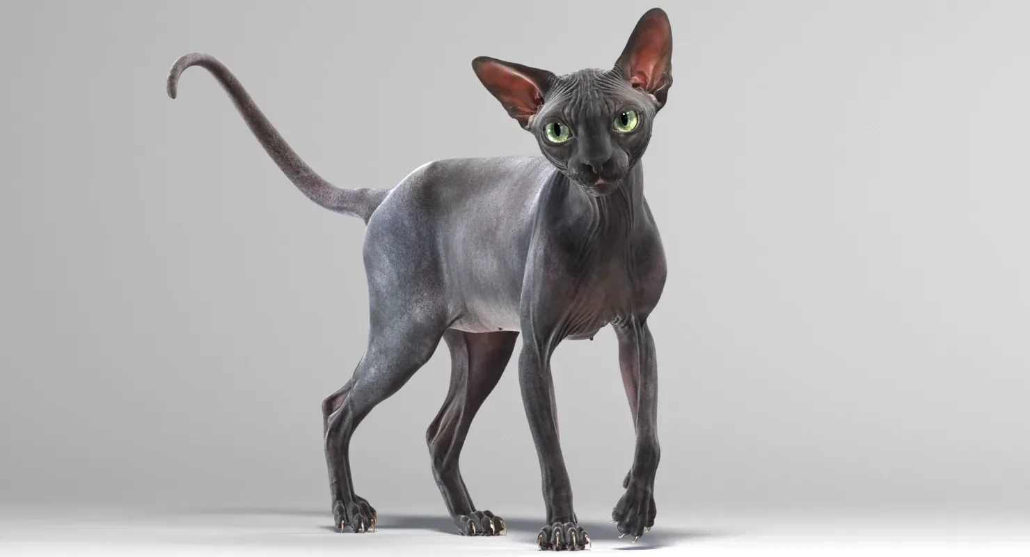 Sphynx Cat Black