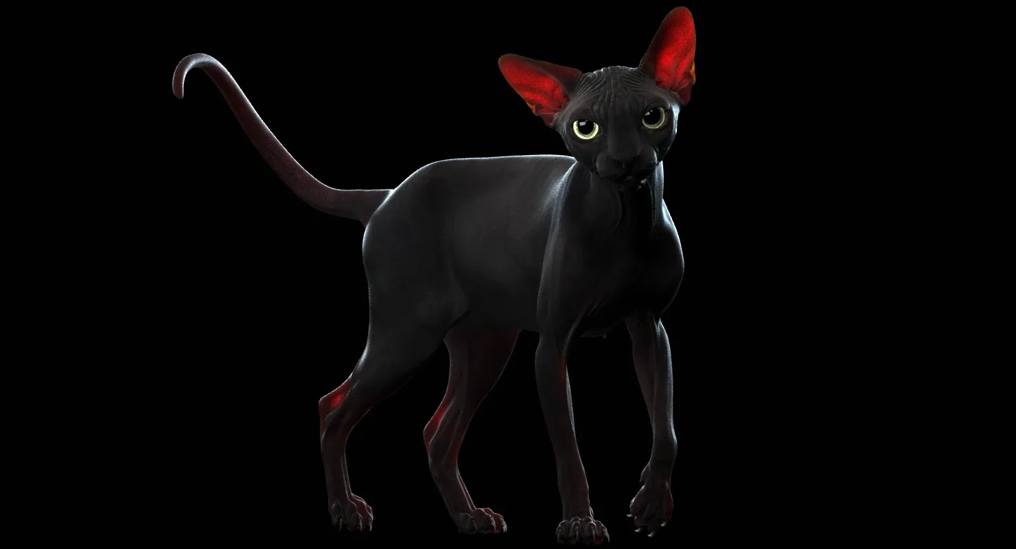 Sphynx Cat Black