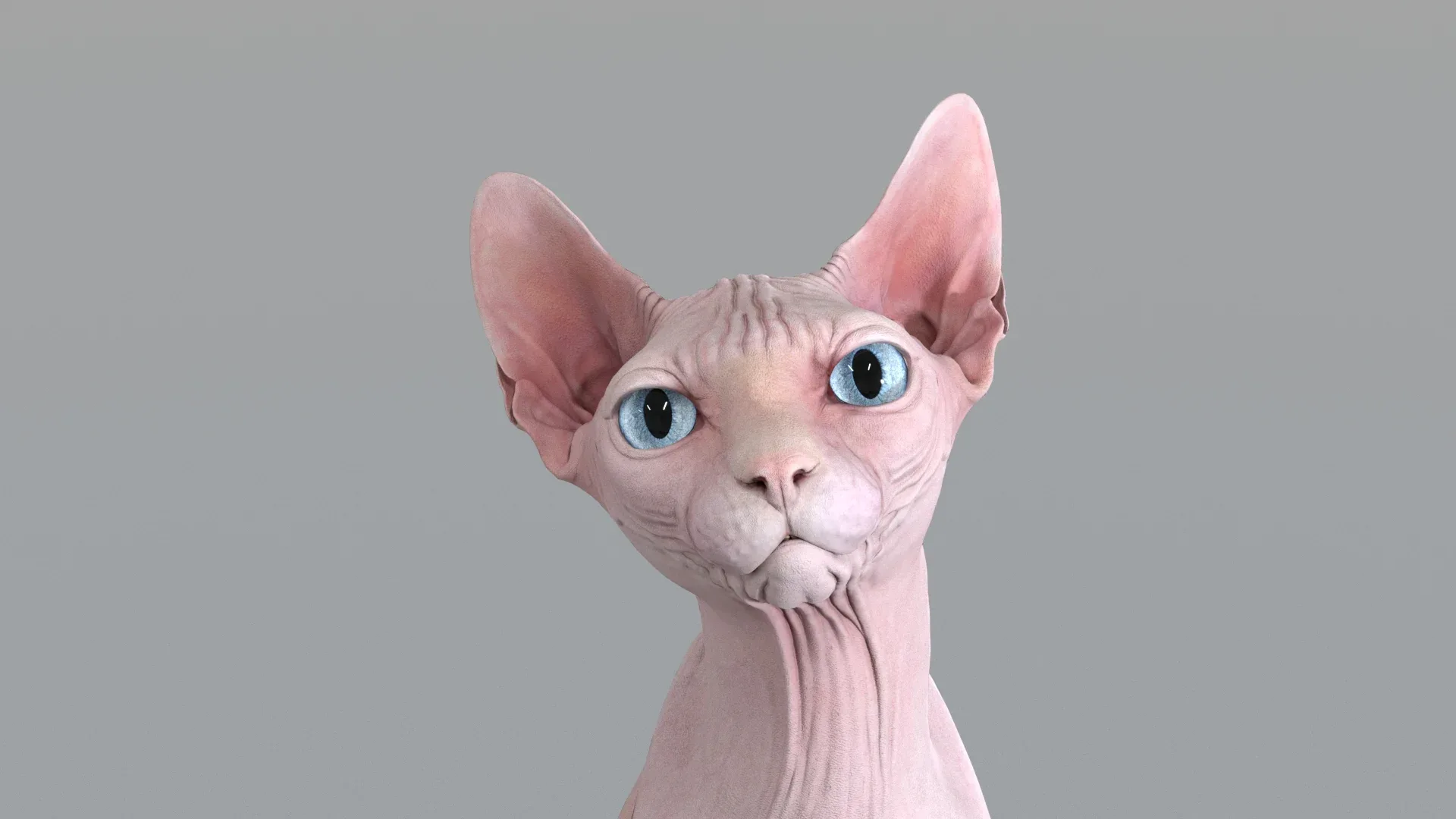 Sphynx Cat Pink Sitting Pose